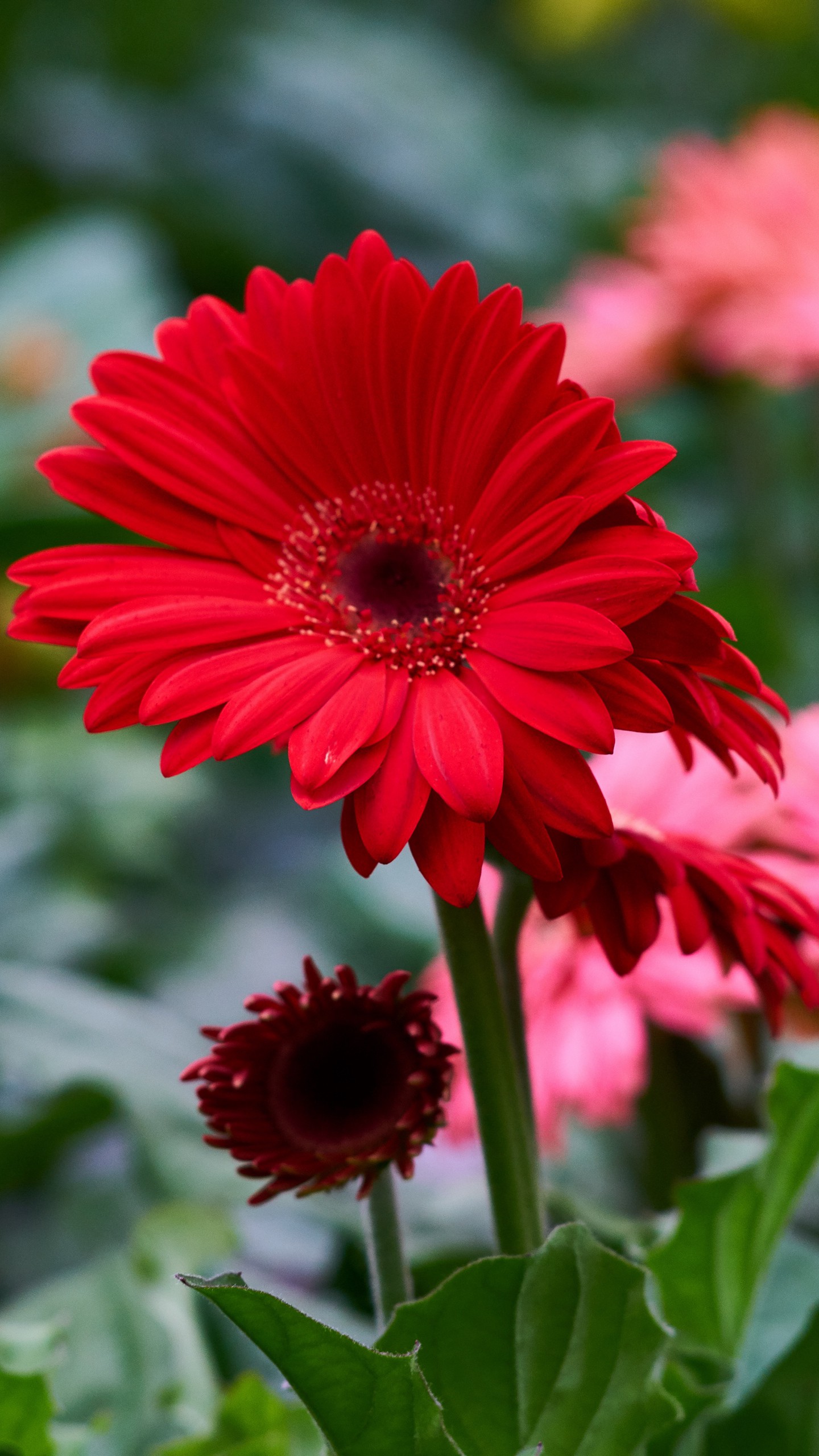 1440x2560  Обои на телефон гербера, цветок, красный, клумба - скачать бесплатно в  высоком качестве из категории \"Цветы\"