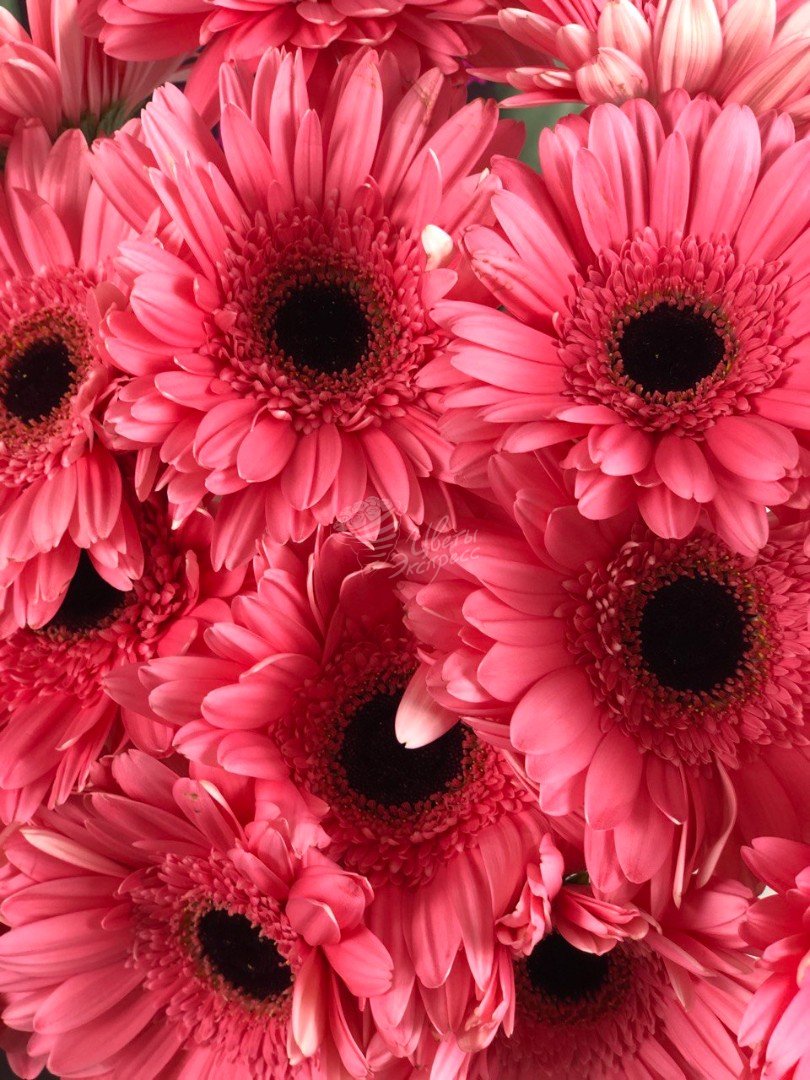 810x1080  Гербера Ярко-розовая - 150 руб, купить в Воронеже в магазине «Цветы  Экспресс»