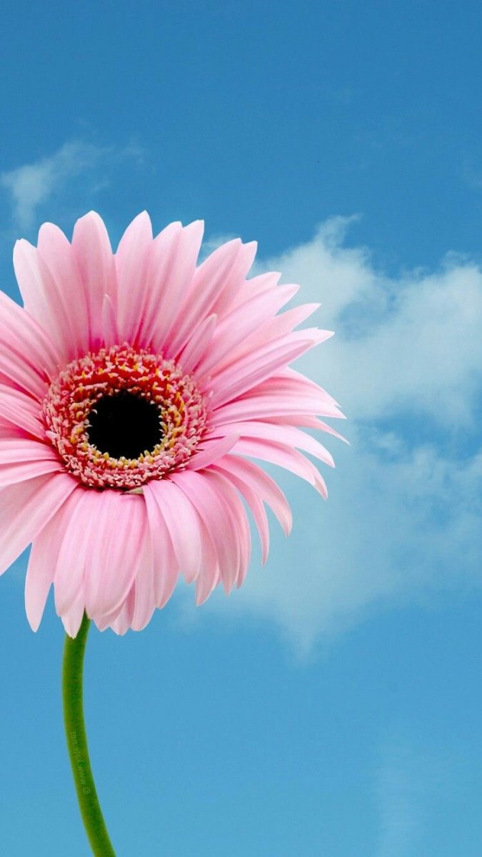 675x1200  Герберы обои на телефон - фото и картинки: 67 штук