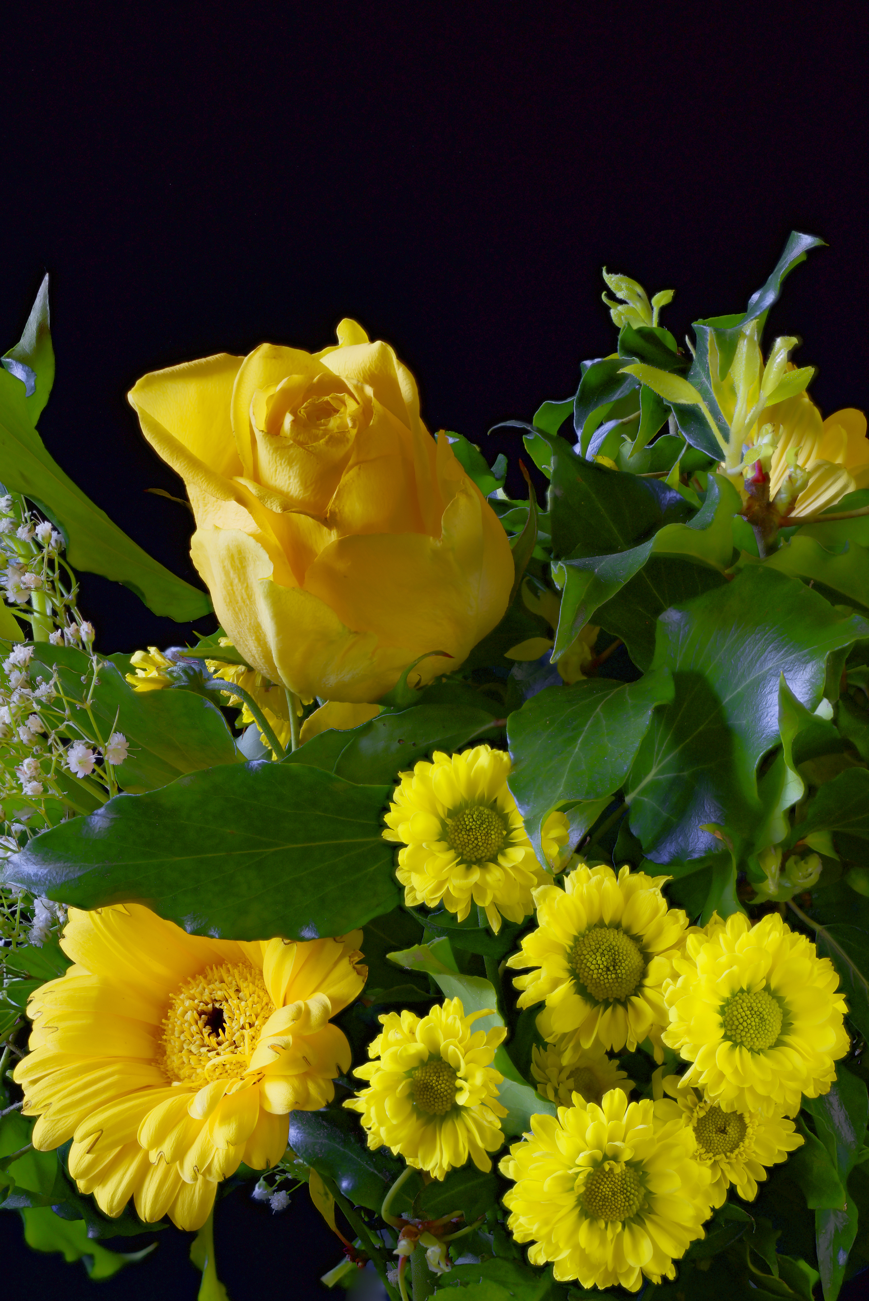 2860x4280  Картинка роза Желтый Герберы цветок Хризантемы Черный фон 2860x4280