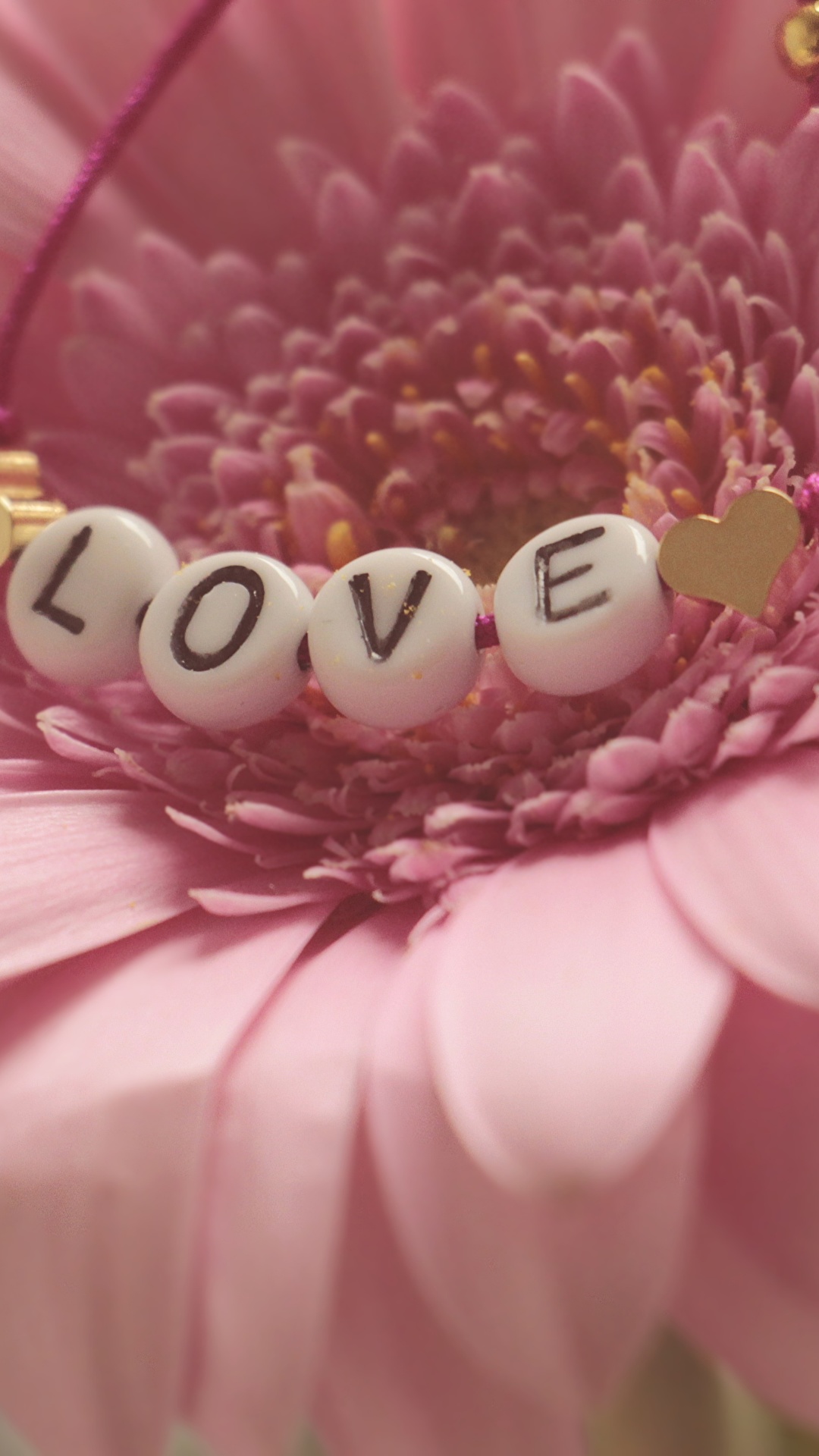 1080x1920  Картинка Любовь Герберы розовая лепестков цветок Крупным 1080x1920