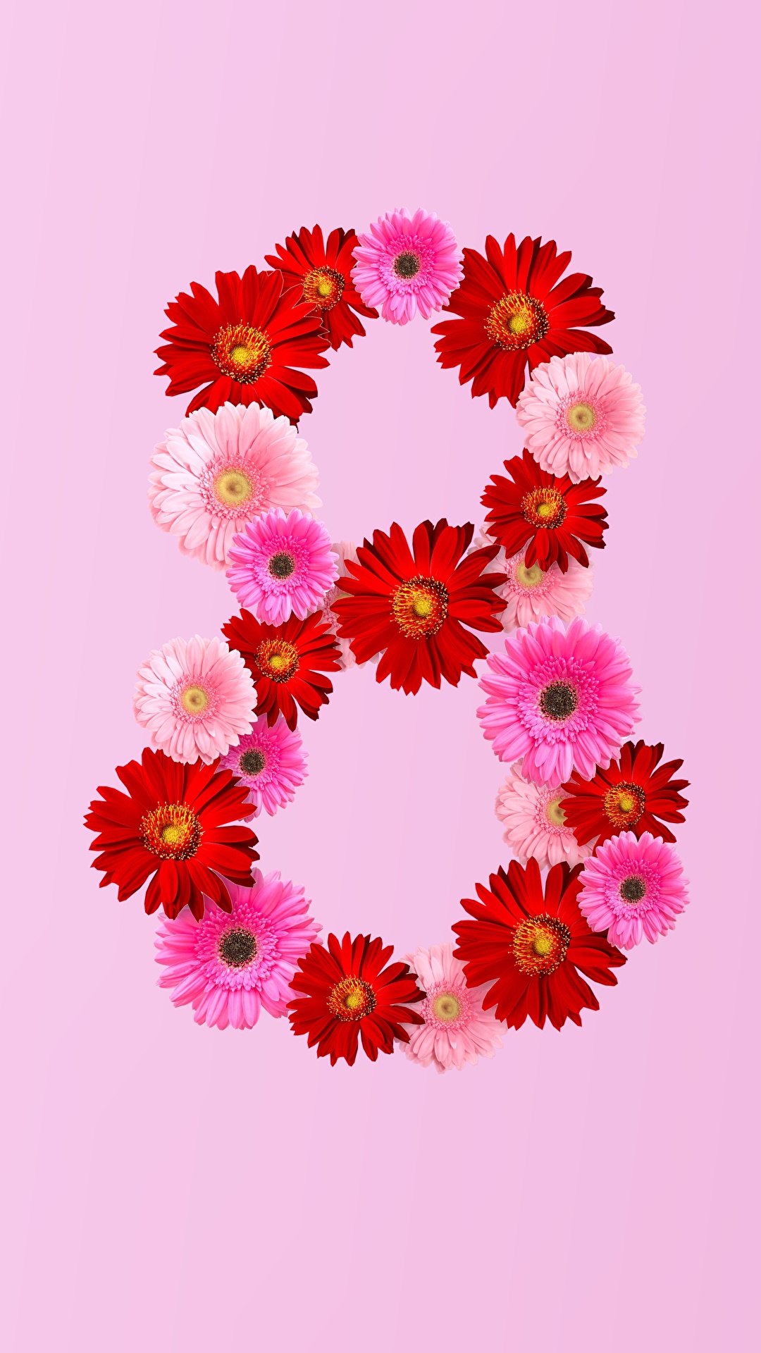 1080x1920  Фотографии 8 марта Герберы Цветы Розовый фон 1080x1920