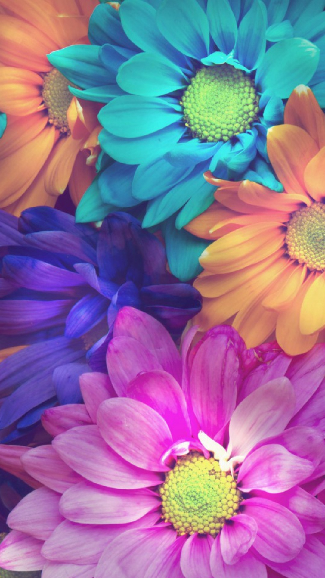 1080x1920  Гербера обои для Андроид Full HD, лучшие 1080x1920 заставки на телефон |  Akspic