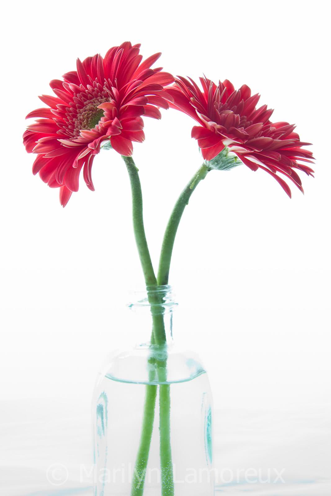 1067x1600  Герберы в вазе - индивидуальные фотообои. Заказ фотообоев Герберы в вазе  (28558)