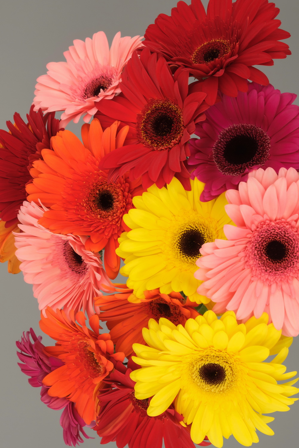 1000x1500  Разноцветные герберы | domcvetov.net