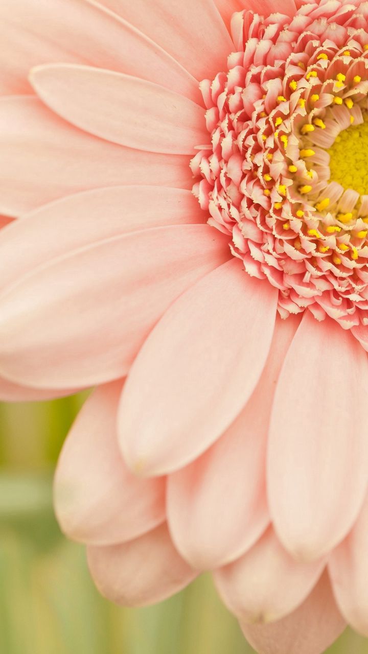 720x1280  Скачать 720x1280 цветы, розовый, лепестки, красивые цветы обои, картинки  samsung galaxy mini s3, s5, neo, alpha, sony xperia compact z1, z2, z3,  asus zenfone