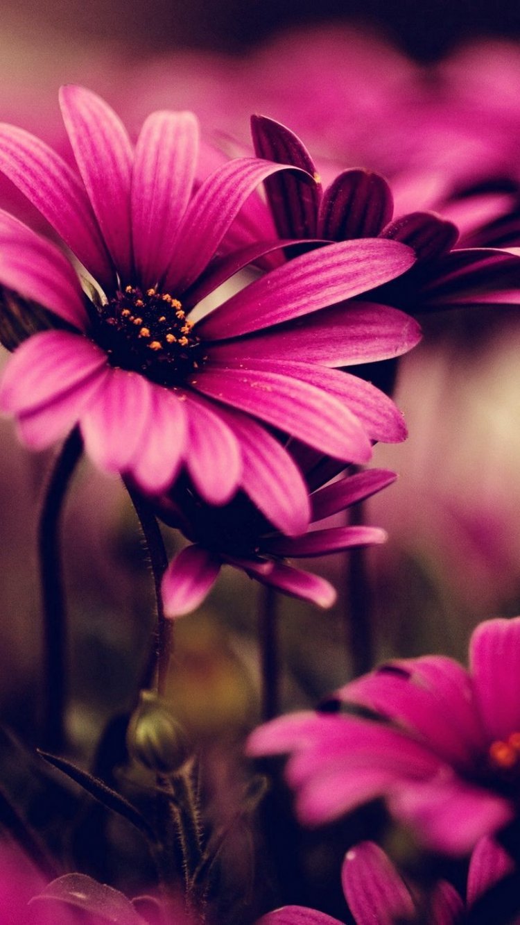 750x1332  Картинки обои на телефон красивые цветы - 67 фото