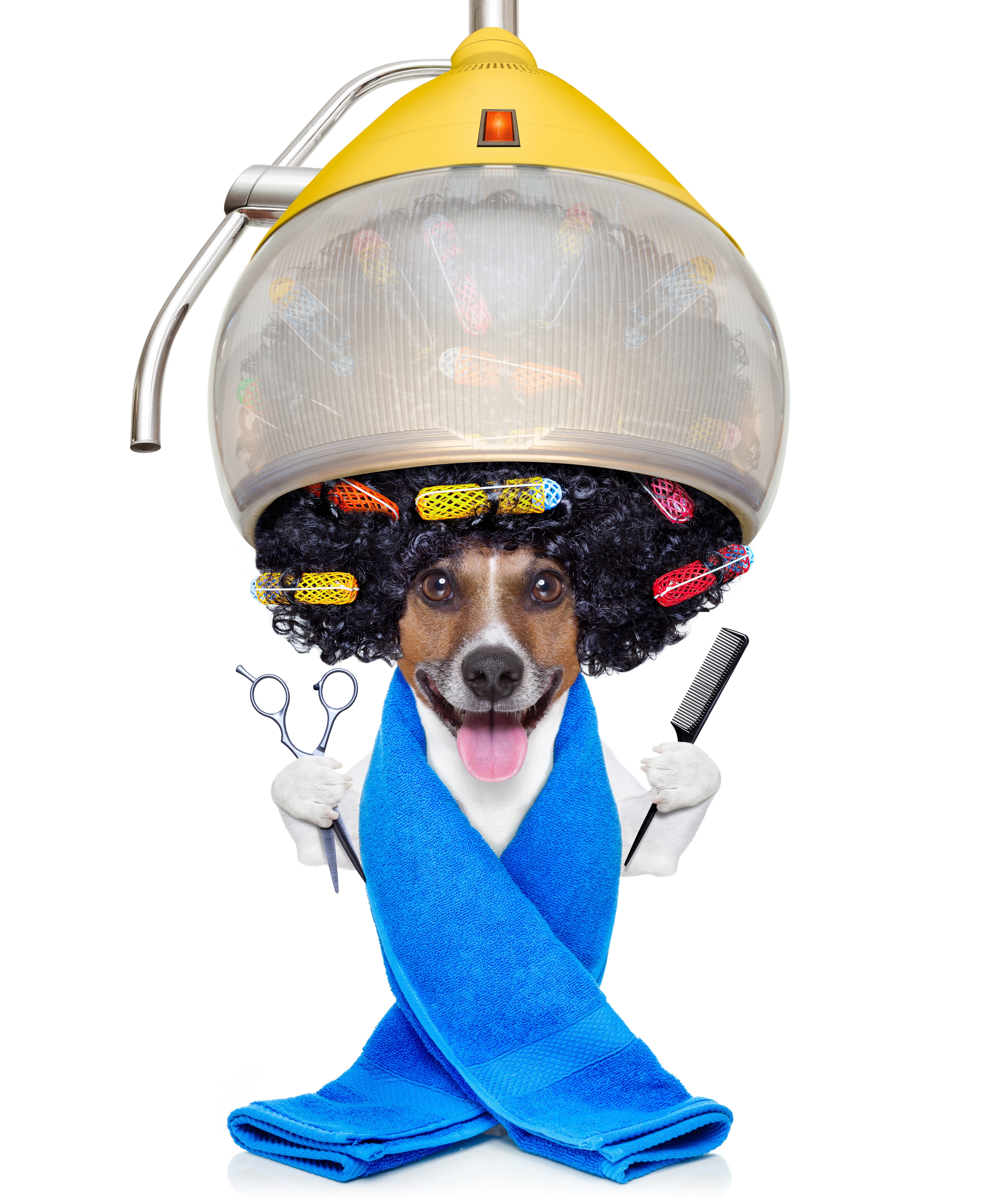 5200x6309  Картинка Джек-рассел-терьер Собаки смешной Волосы языком 5200x6310