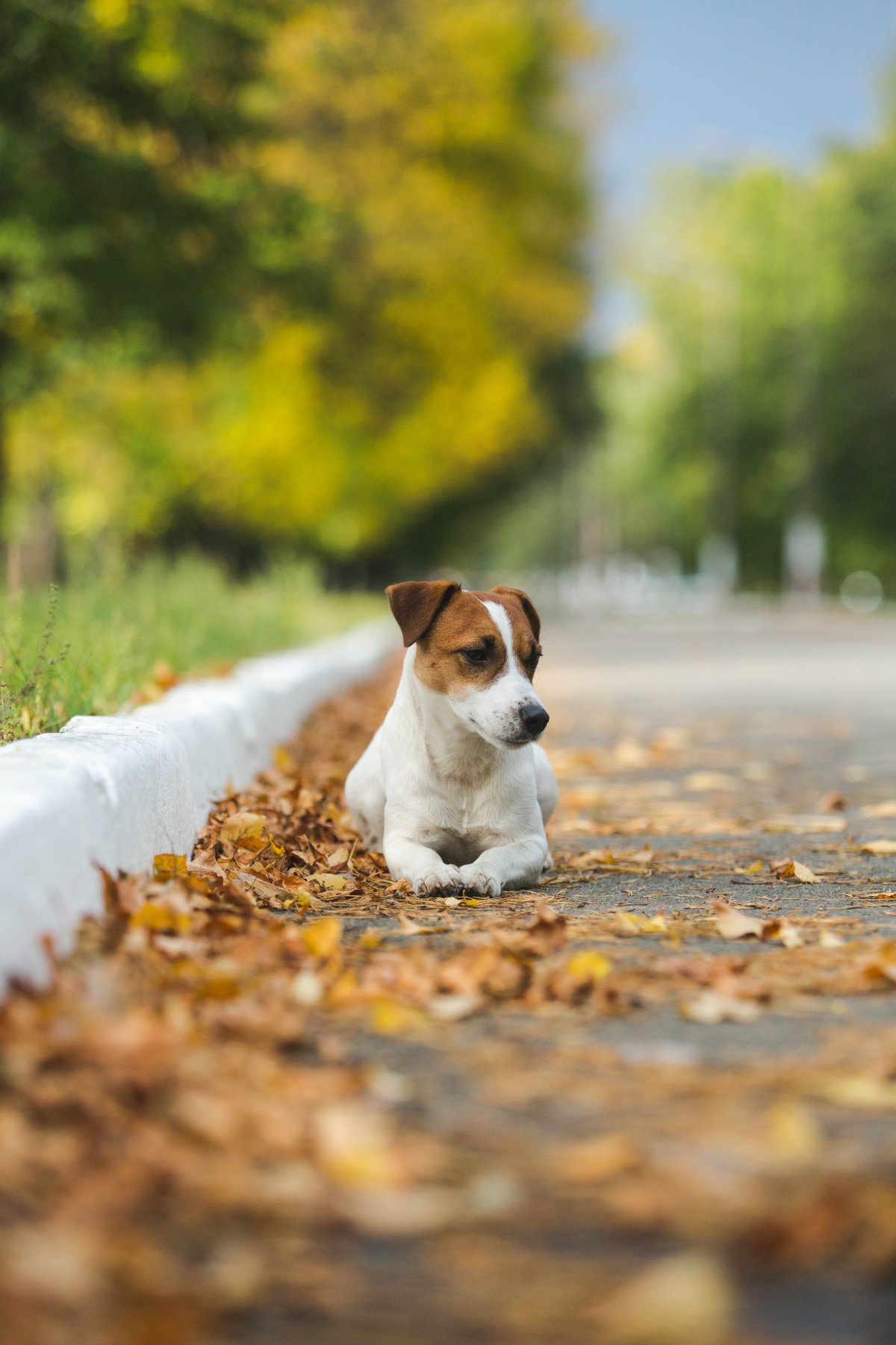 1200x1800  Джек рассел терьер обои - 63 фото