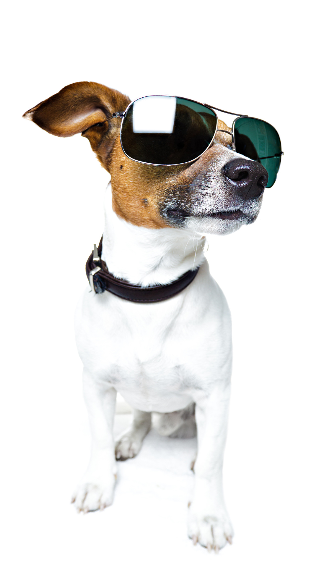 1080x1920  Фотография Джек-рассел-терьер собака Очки Животные белом 1080x1920