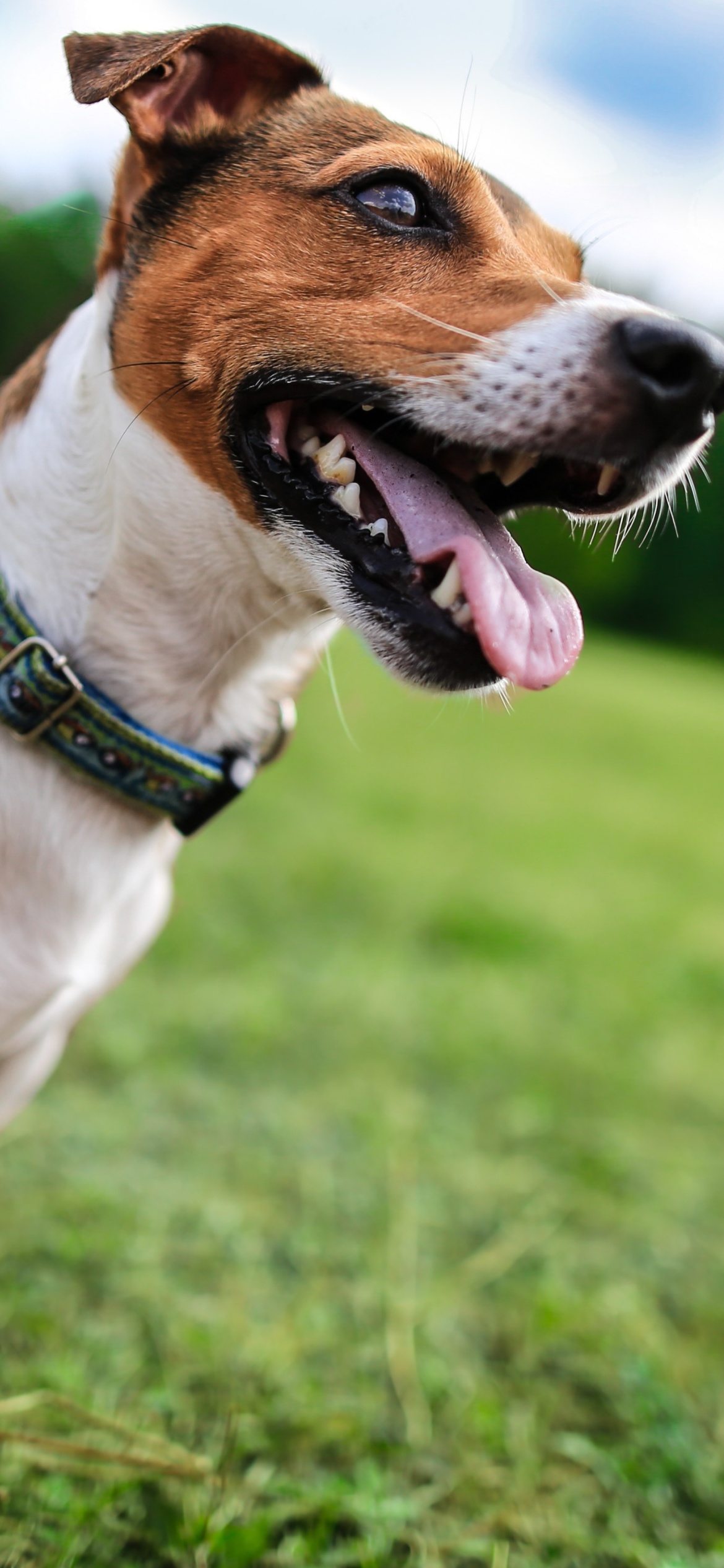 1170x2532  Картинка Jack Russell Terrier для телефона и на рабочий стол iPhone 11