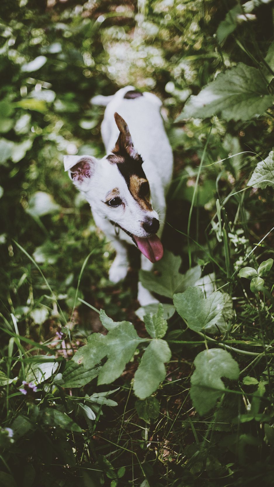 938x1668  Скачать 938x1668 джек рассел терьер, собака, прогулка, трава обои, картинки  iphone 8/7/6s/6 for parallax