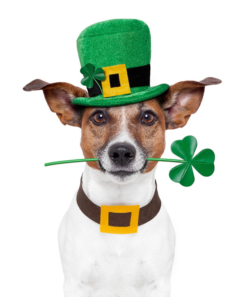 832x1024  Картинка Джек-рассел-терьер собака шляпы животное белым фоном