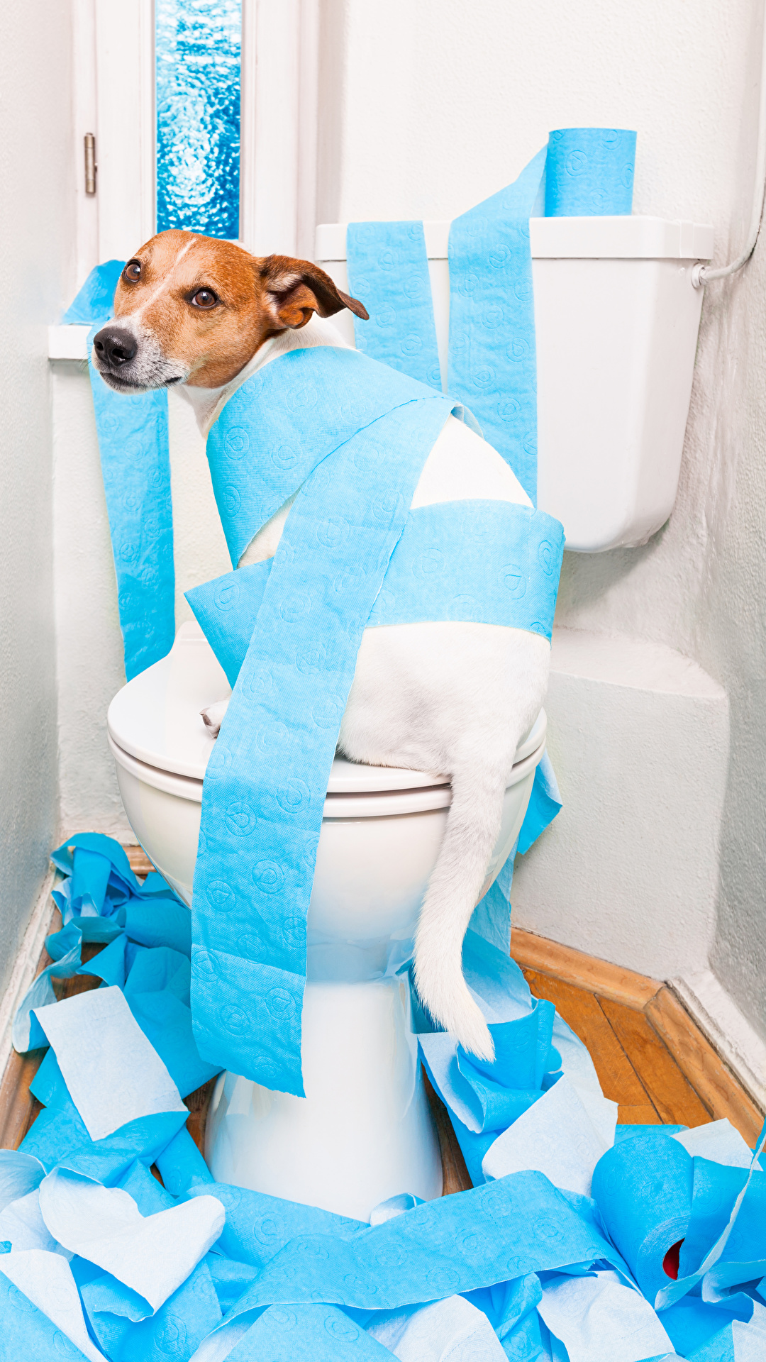 1080x1920  Обои для рабочего стола Джек-рассел-терьер собака 1080x1920