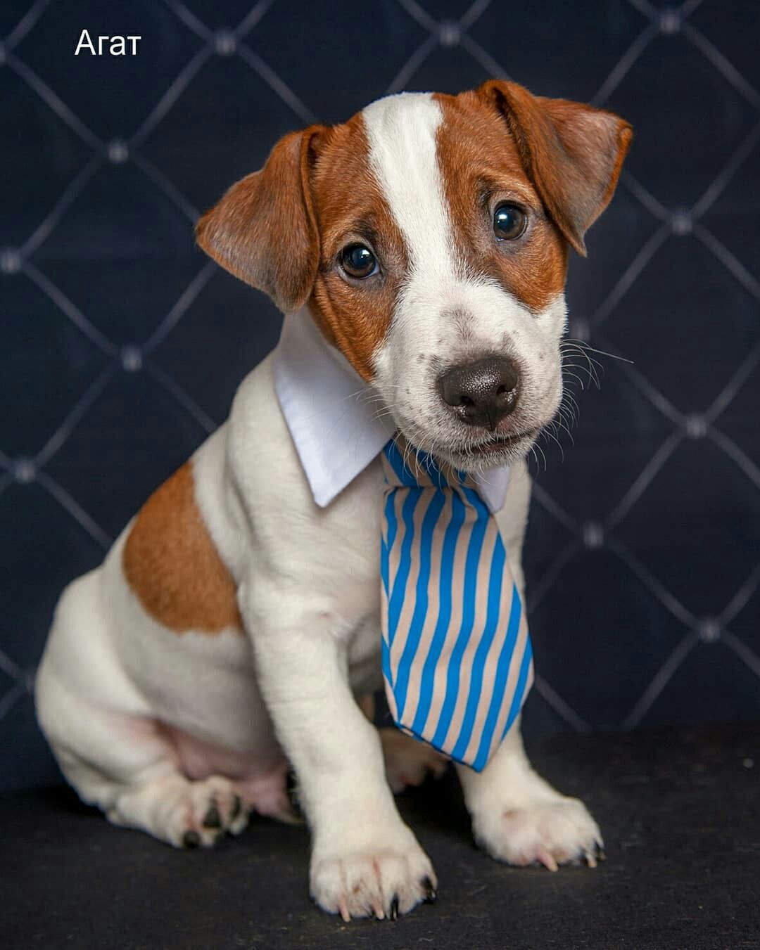 1080x1351  Джек Рассел терьер продажа | Jack russell, Dogs, Animals