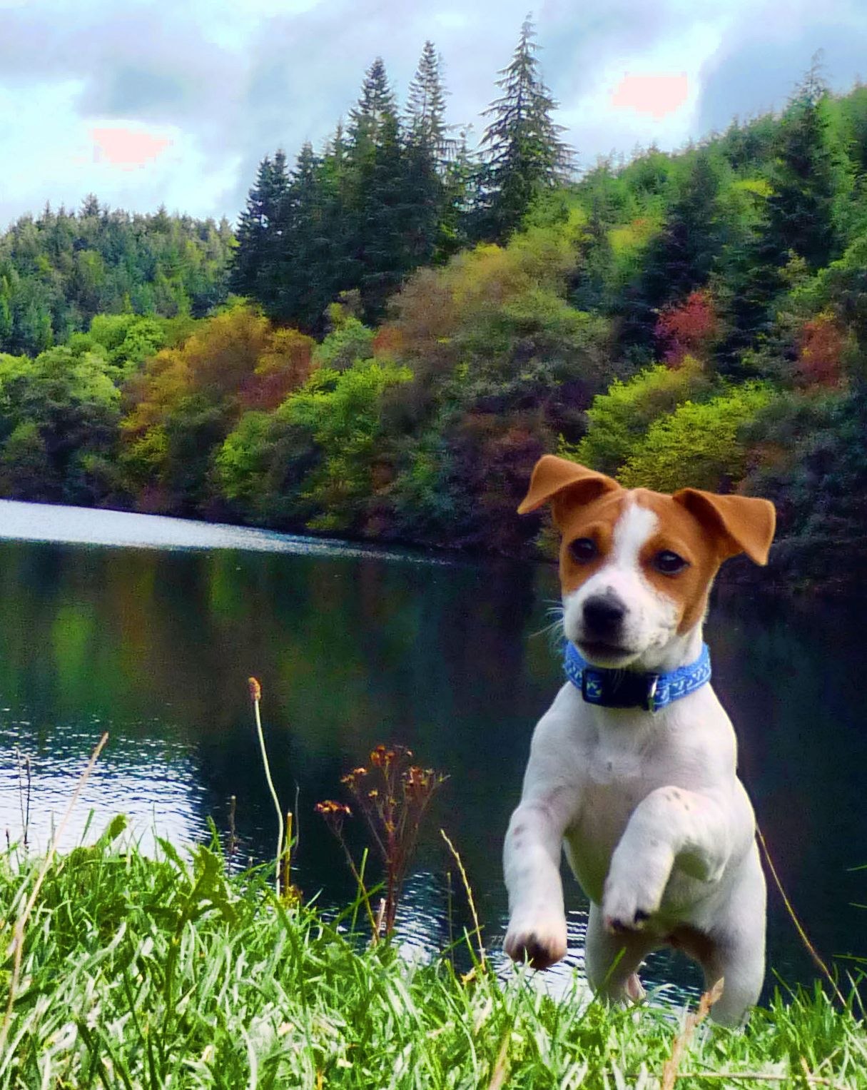 1215x1527  Джек рассел терьер картинки на телефон (66 фото) - картинки sobakovod.club