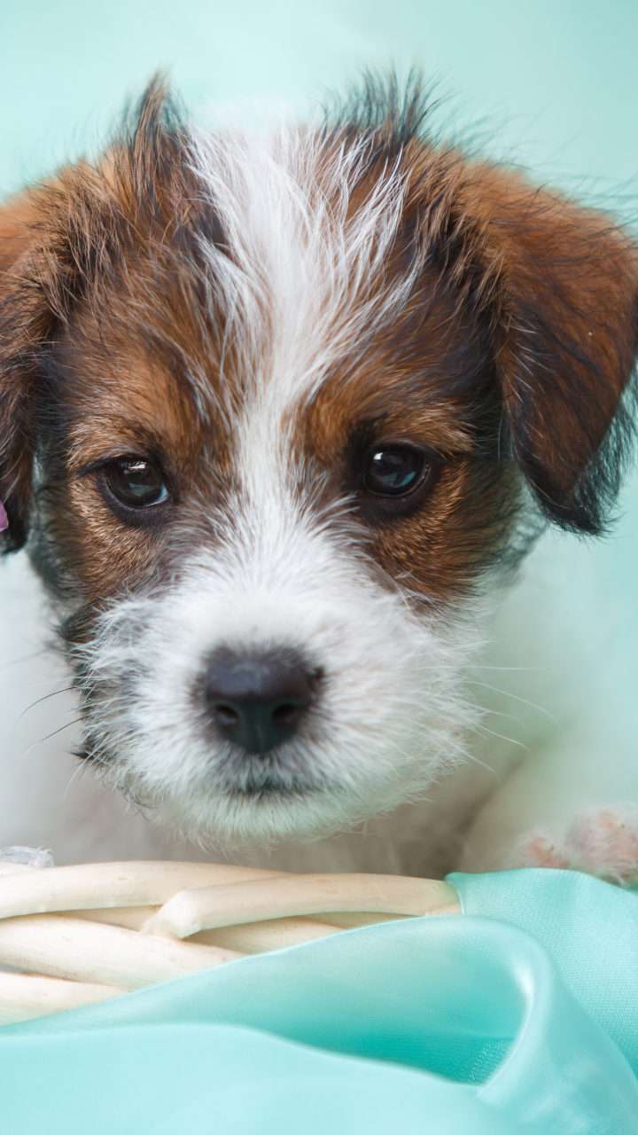 720x1280  Обои на телефон: Животные, Собаки, Собака, Щенок, Джек Рассел Терьер,  1173019 скачать картинку бесплатно.