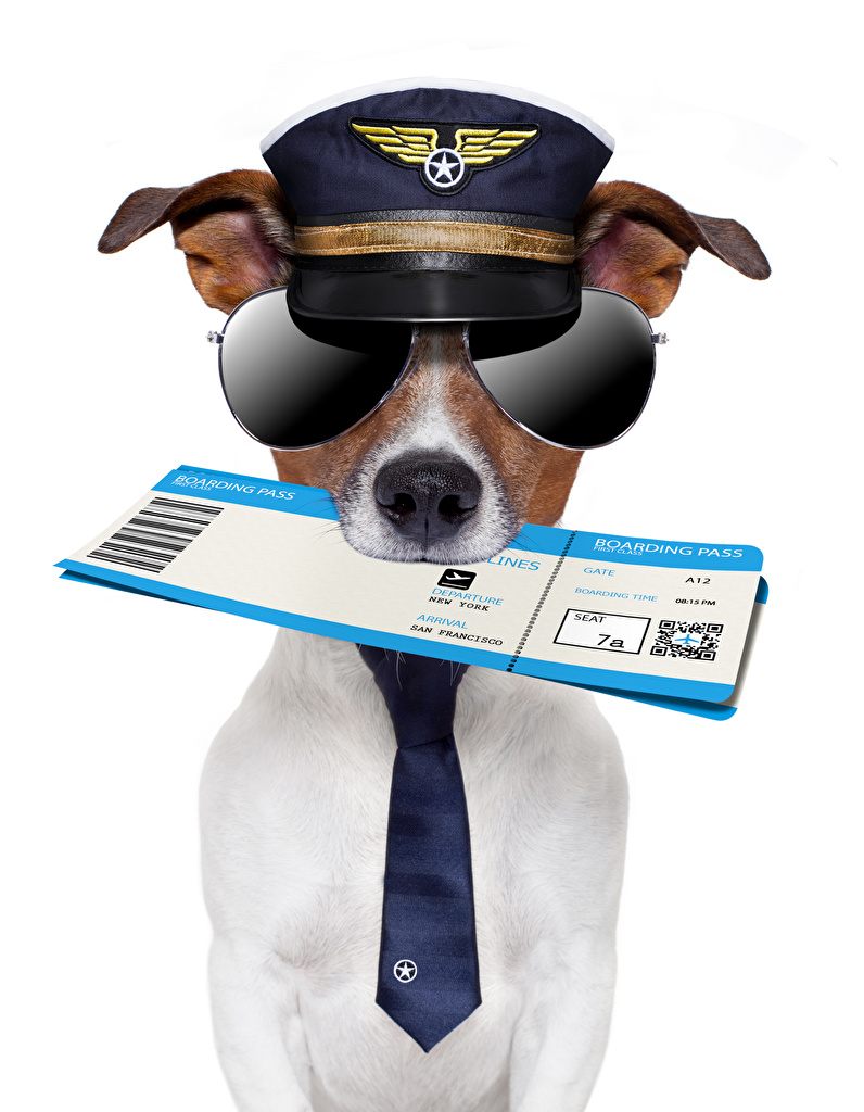 796x1024  Обои для рабочего стола Джек-рассел-терьер Собаки Смешные галстуком