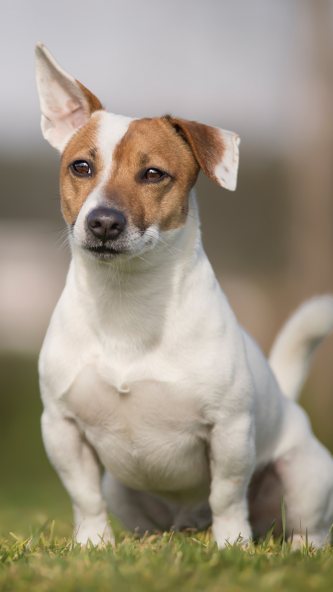 1080x1920  Обои на телефон: Животные, Собаки, Собака, Джек Рассел Терьер, Глубина  Резкости, 1131035 скачать картинку бесплатно.