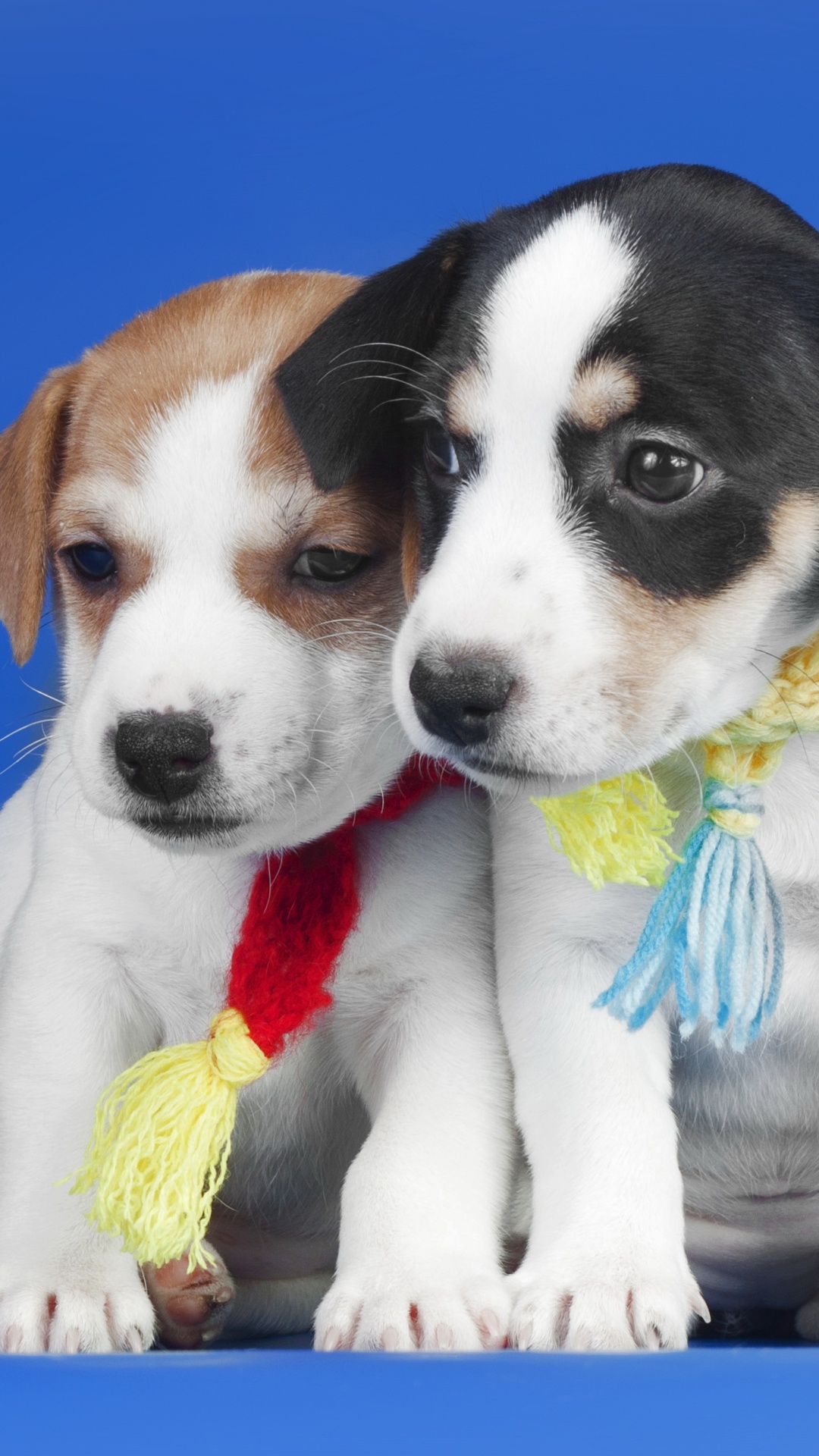 1080x1920  Обои щенок, джек рассел терьер, пес, собака породы, померанский шпиц на  телефон Android, 1080x1920 картинки и фото бесплатно