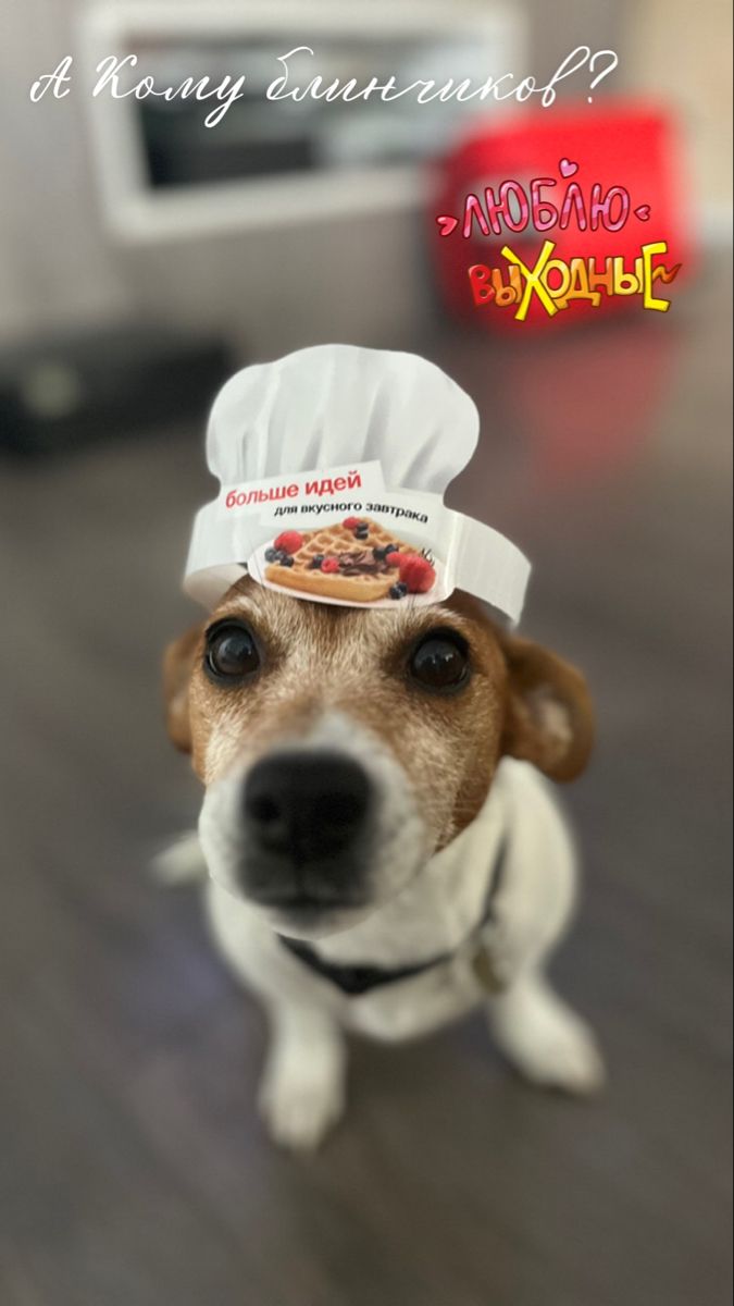 675x1200  Район Алексеевский/Останкино/Ростокино | Срочно! найден пёсик ,Джек рассел  терьер ,бегал с поводком по парку рядом с аквиду�...