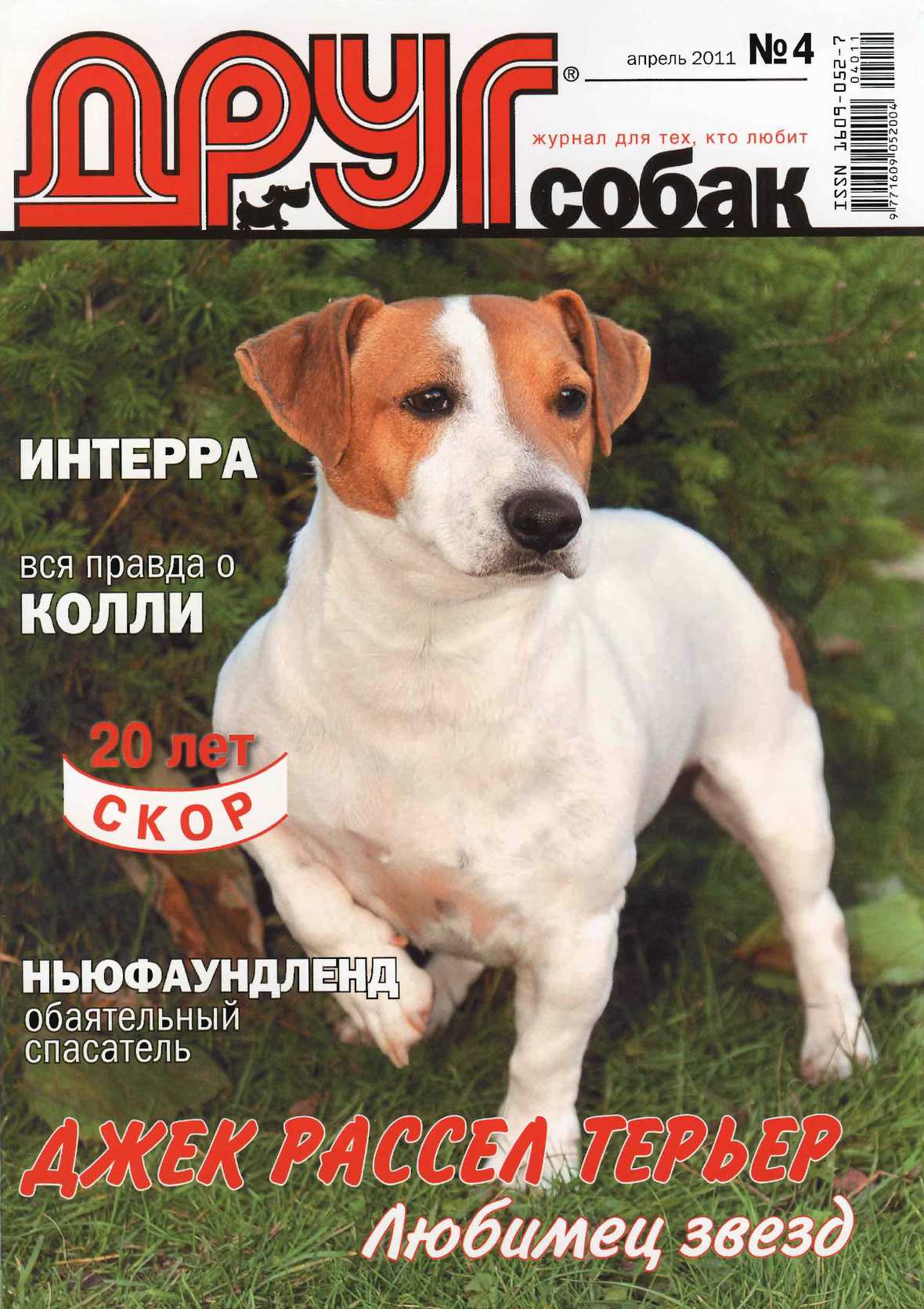 1180x1672  Джек рассел терьер обои на телефон - 54 фото