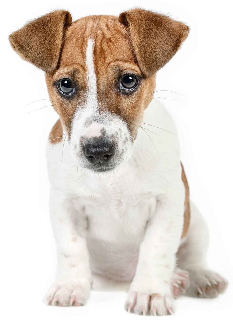 920x1270  Собачье счастье в 2023 г | Джек рассел терьер, Собака джек рассел, Джек  рассел