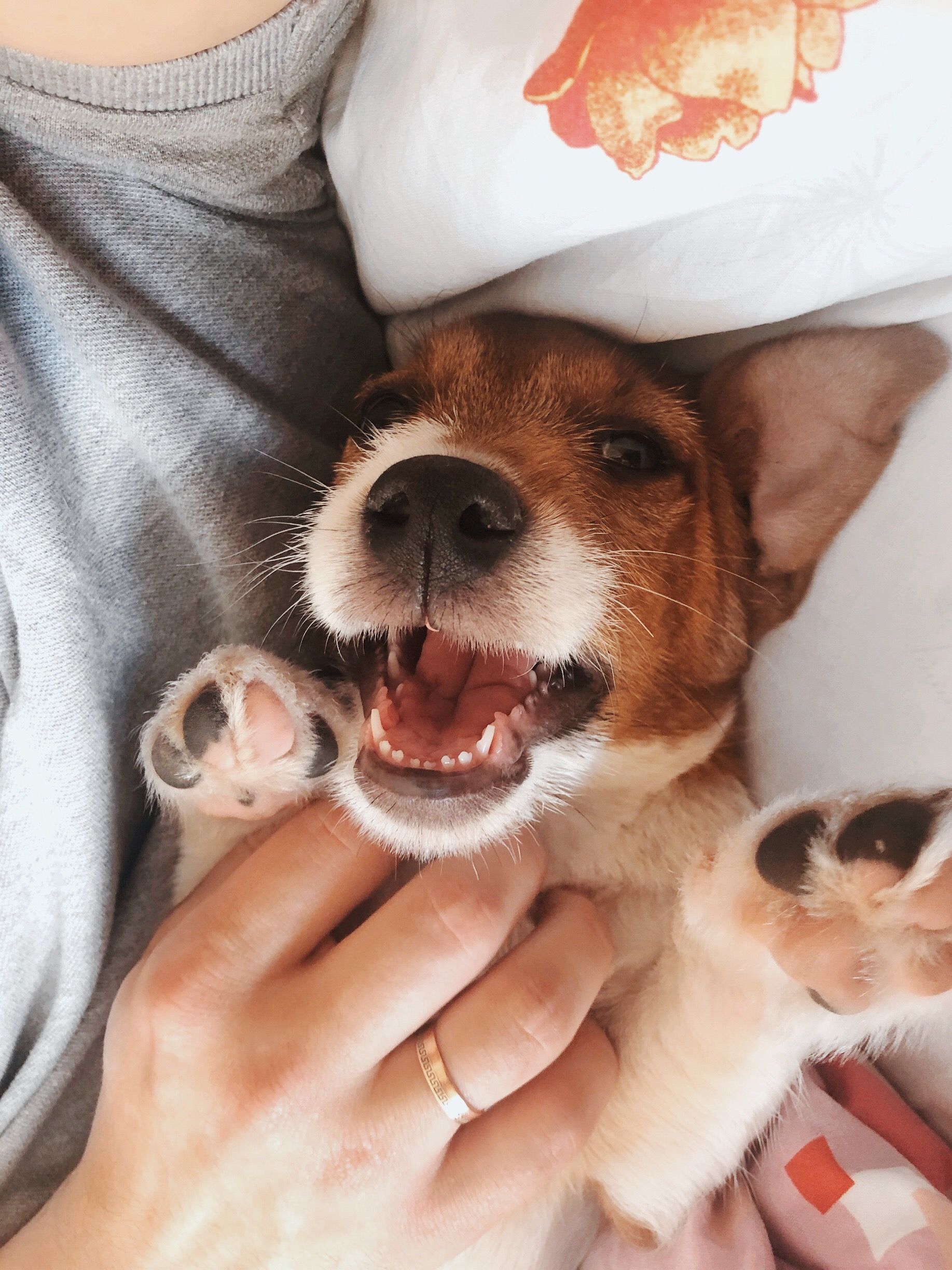 1835x2448  Джек рассел терьер - 74 фото