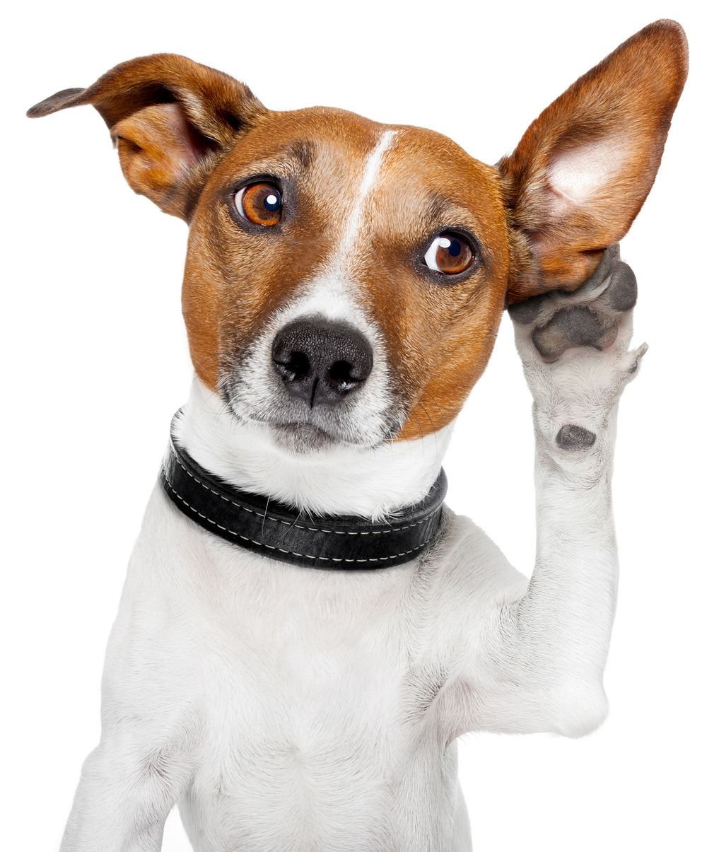 1000x1205  Питомник Джек Рассел Терьеров Сияющий бриллиант в Екатеринбурге