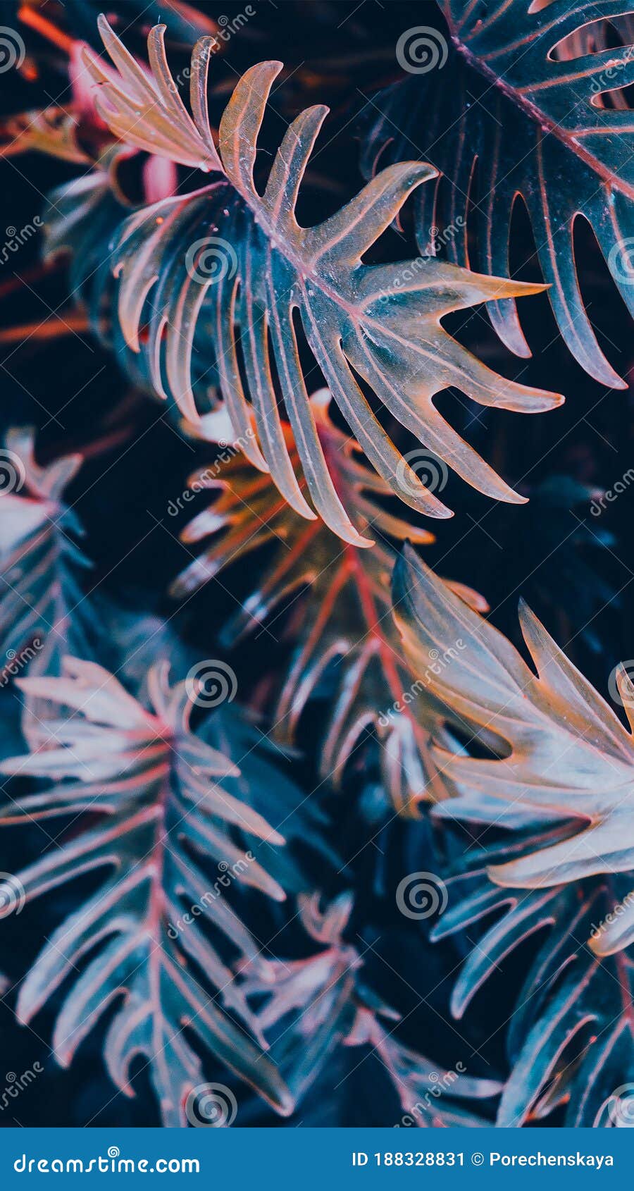 900x1690  Телефон обоев моды эстетический. Greentropical фон Стоковое Изображение -  изображение насчитывающей картина, природа: 188328831