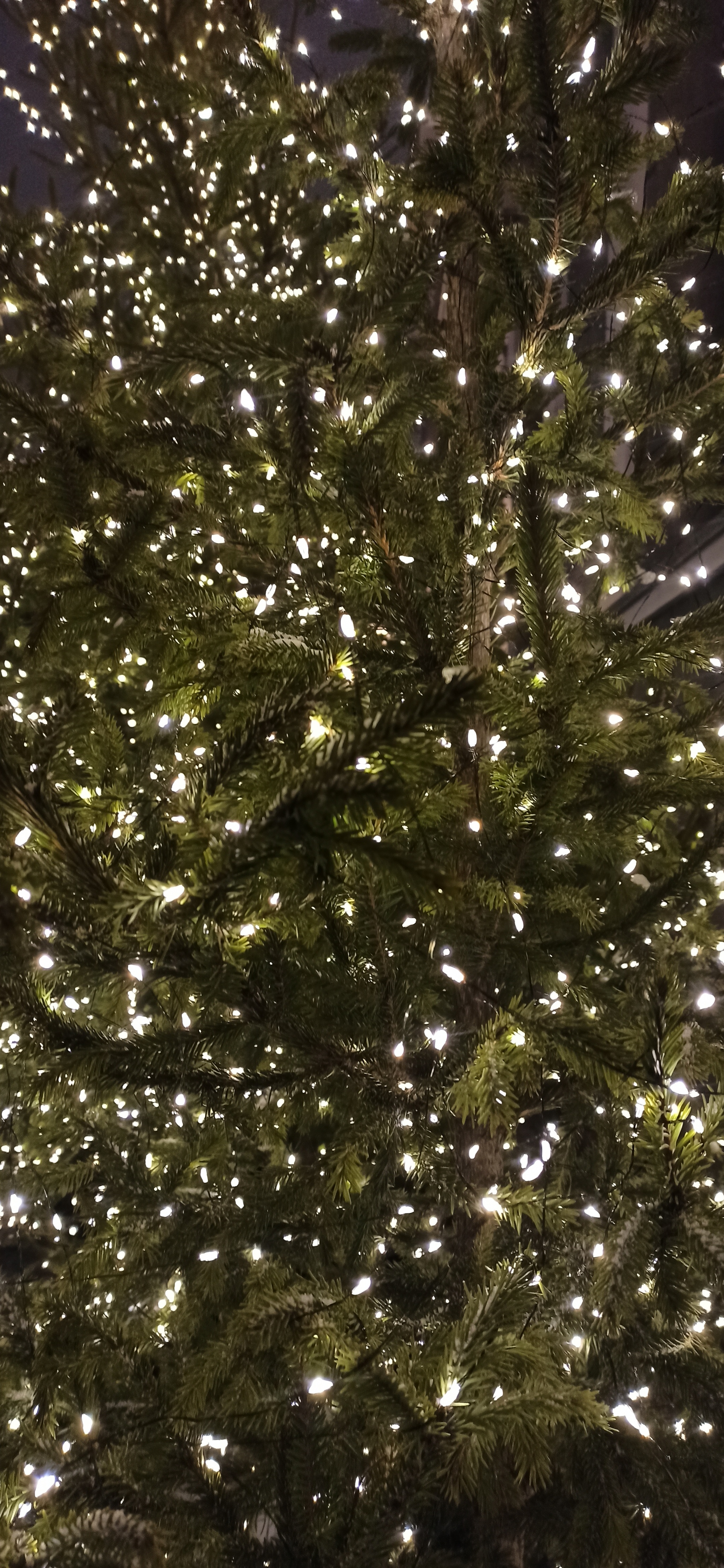 2048x4433  Ёлочка | Пикабу