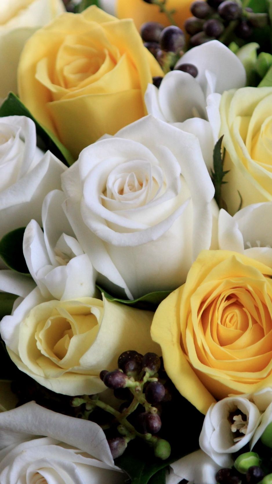 938x1668  Скачать 938x1668 розы, цветы, белые, желтые, букет, композиция, красиво обои,  картинки iphone 8/7/6s/6 for parallax