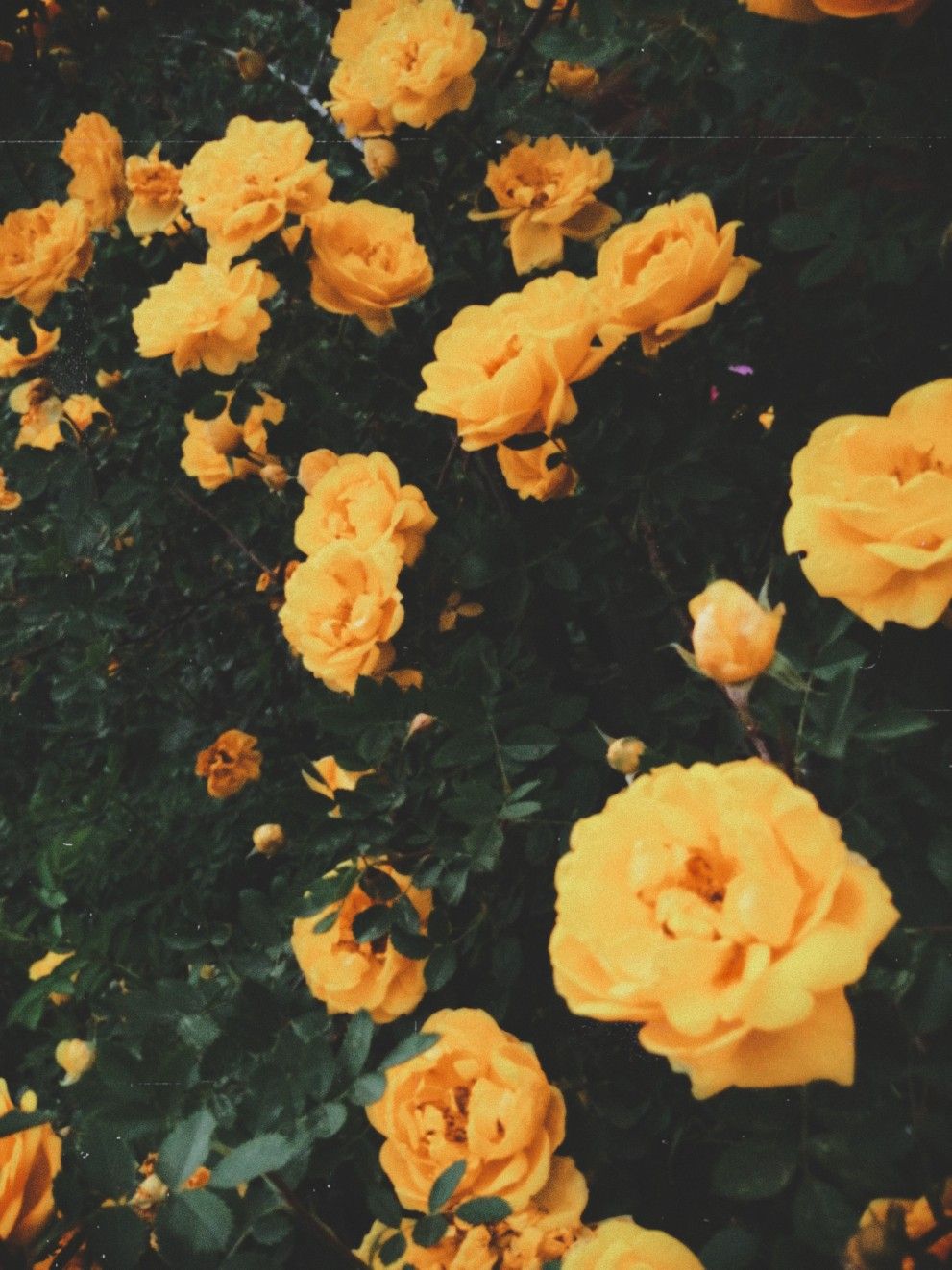 991x1322  Эстетика жёлтых роз | Цветочные фоны, Цветочные картины, Розы