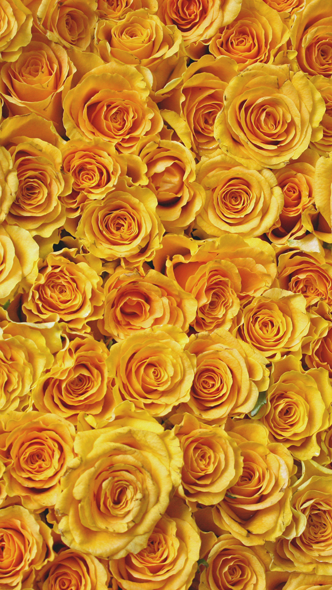1080x1920  Фото Текстура Розы желтые цветок Много 1080x1920