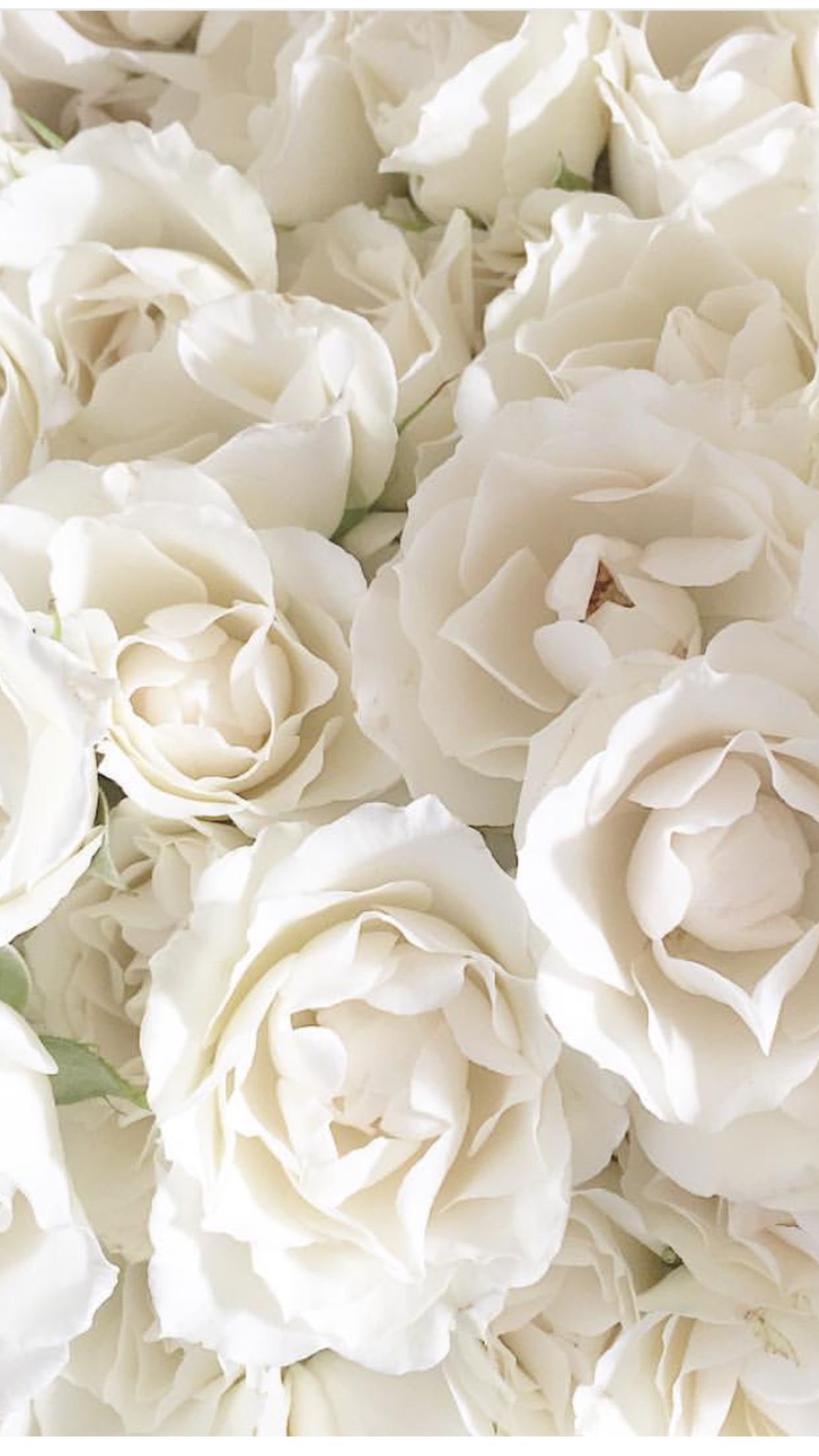 1242x2208  Pin by iker martos on plantas | Flower aesthetic, White roses wallpaper,  White roses background