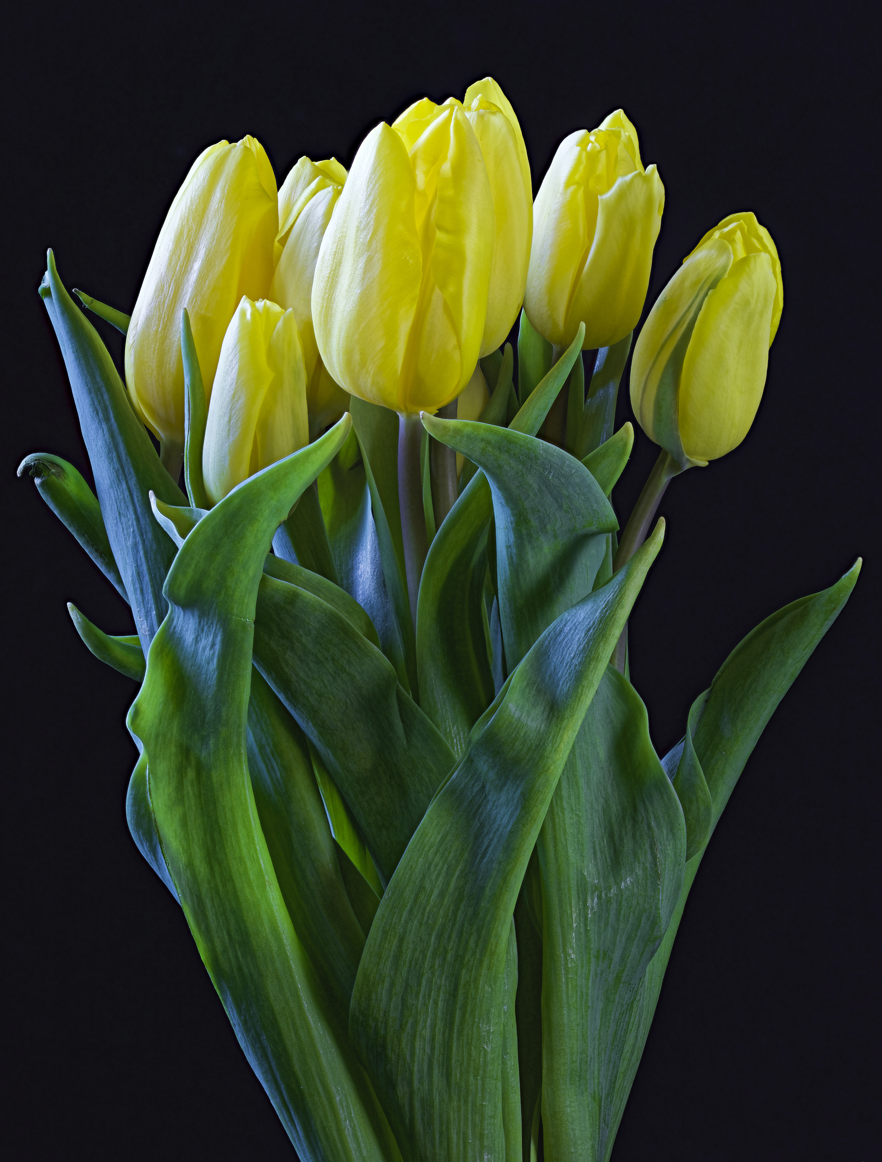 3000x3950  Фото Желтый Тюльпаны Цветы Черный фон 3000x3950