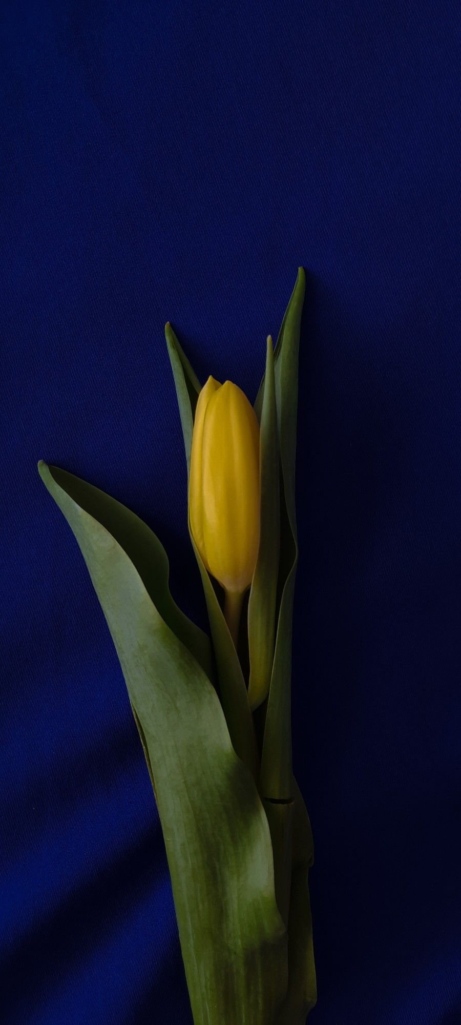 900x2000  Тюльпаны эстетика в 2023 г | Желтые тюльпаны, Тюльпаны, Фотографии цветов