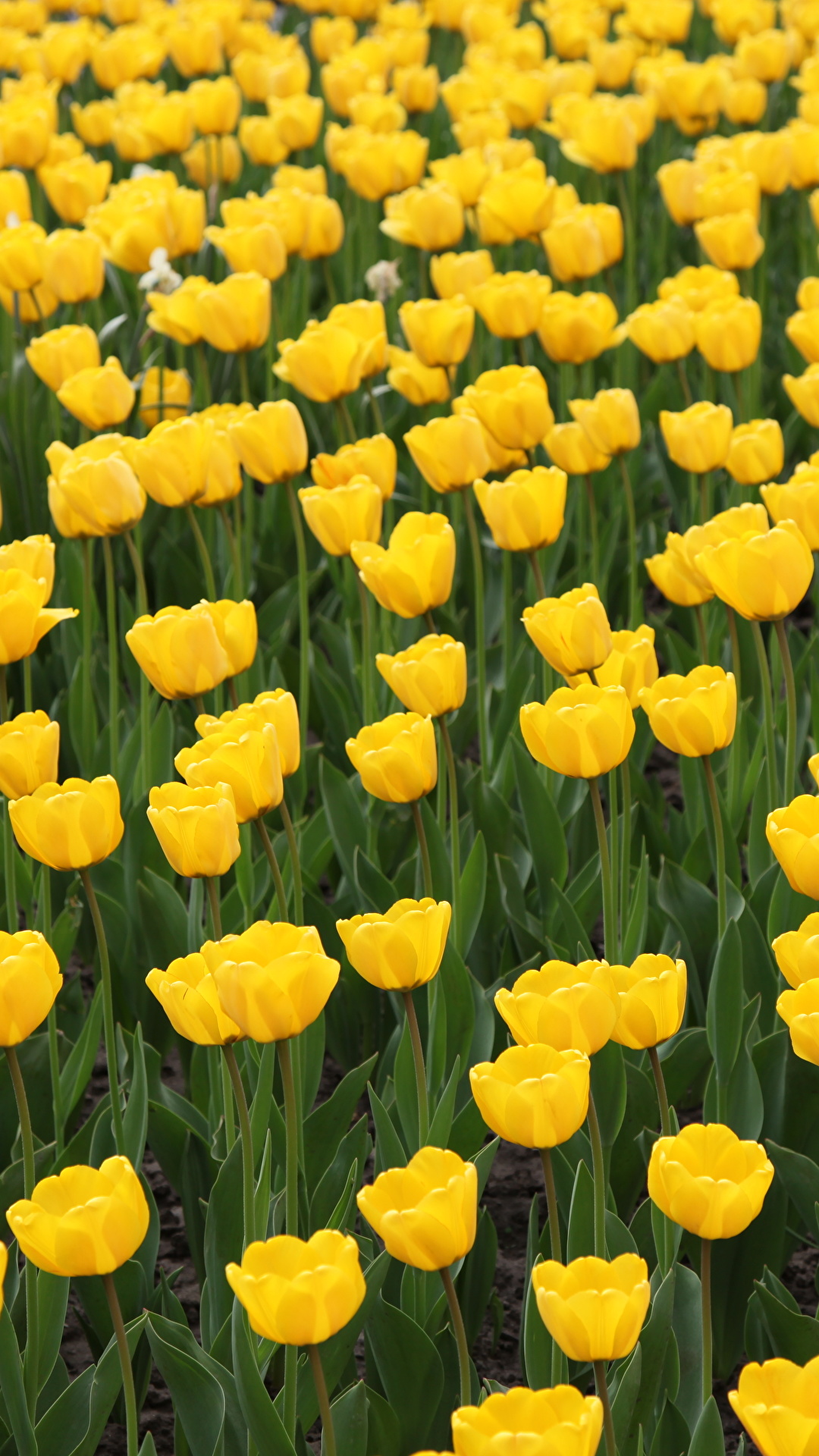 1080x1920  Desktop Wallpapers tulip Yellow Fields Flowers Many 1080x1920