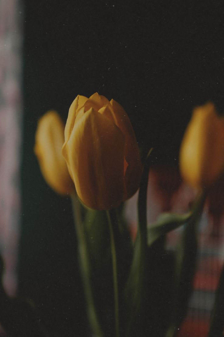 736x1104  Pin on Обои на телефон