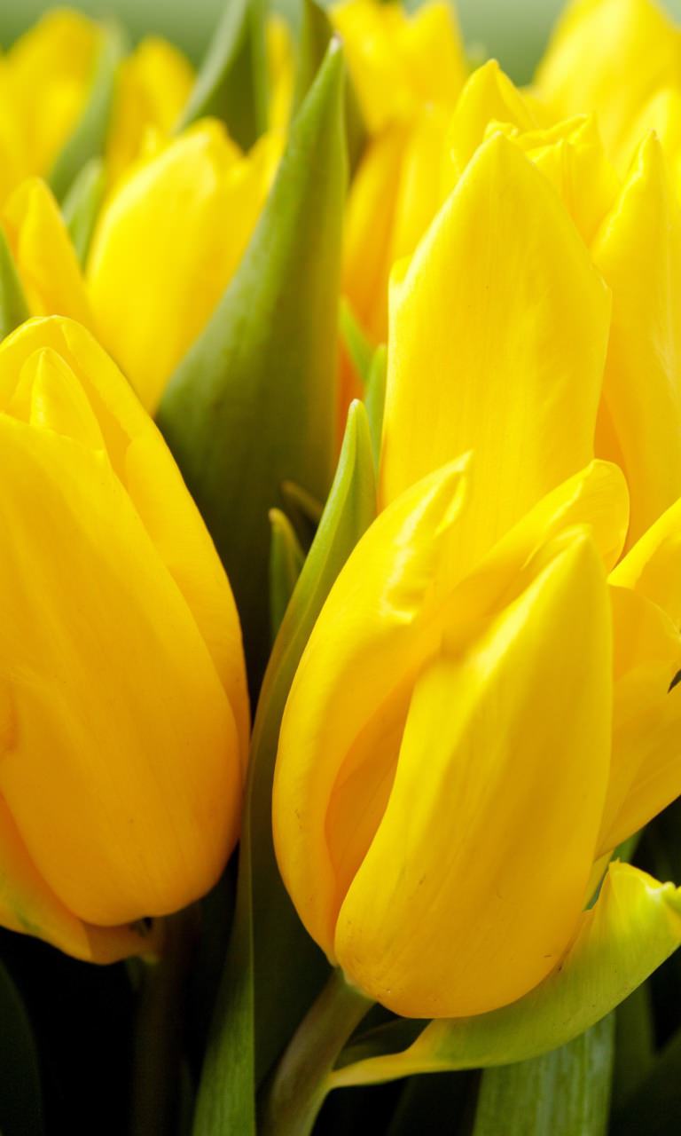 768x1280  Картинка желтые тюльпаны (yellow tulips) 768x1280. Скачать бесплатно  картинку цветов на смартфон и телефон
