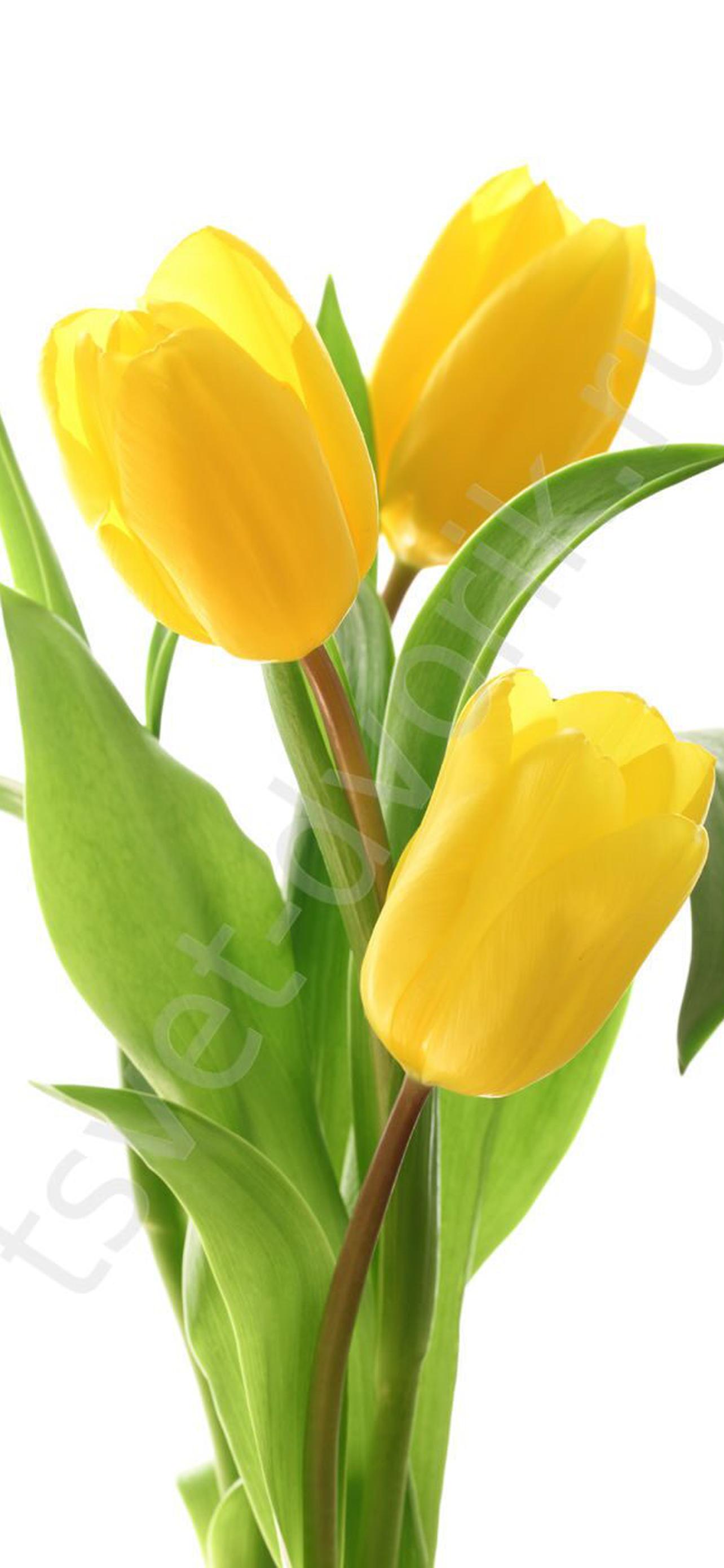 1284x2778  Желтые тюльпаны обои на телефон [32+ изображений]