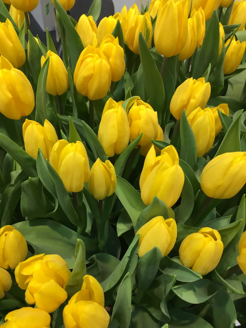 810x1080  Заказать Желтые тюльпаны за 100 руб. в городе Кургане - «Цветочный»