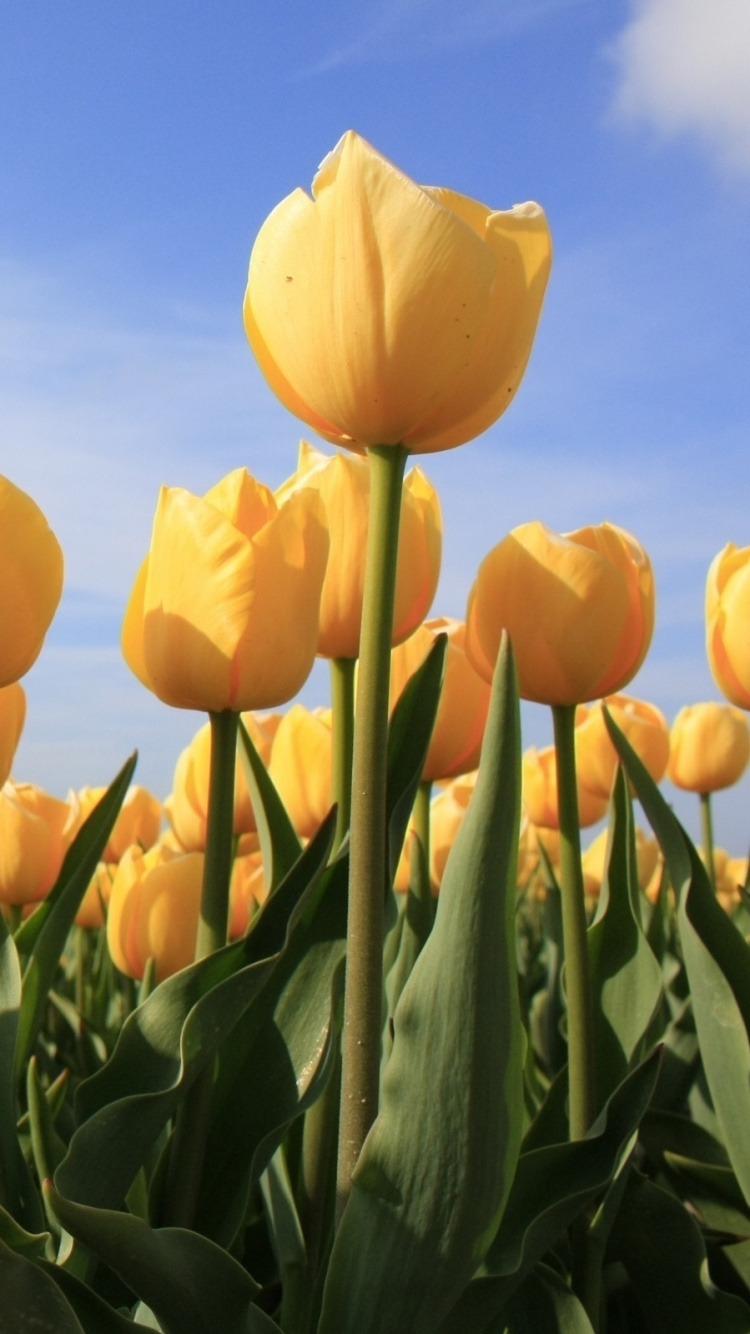 750x1334  Обои тюльпаны, желтый, растение, цветковое растение, весна для iPhone 6,  6S, 7, 8 бесплатно, заставка 750x1334 - скачать картинки и фото