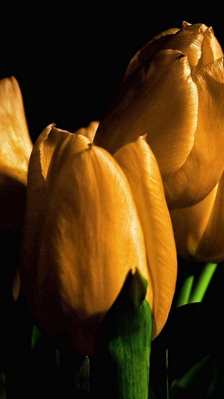 720x1280  Скачать 720x1280 тюльпаны, желтые, цветы, бутоны, свет, черный фон обои,  картинки samsung galaxy mini s3, s5, neo, alpha, sony xperia compact z1,  z2, z3, asus zenfone