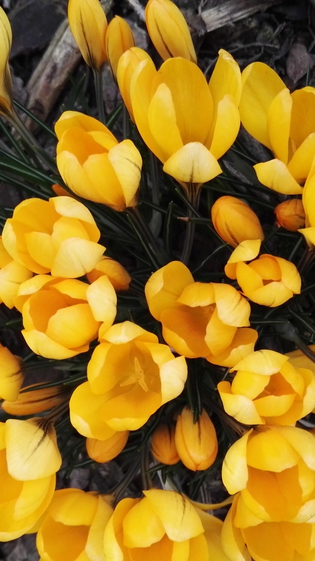 1080x1920  Желтые обои на телефон (51 фото)