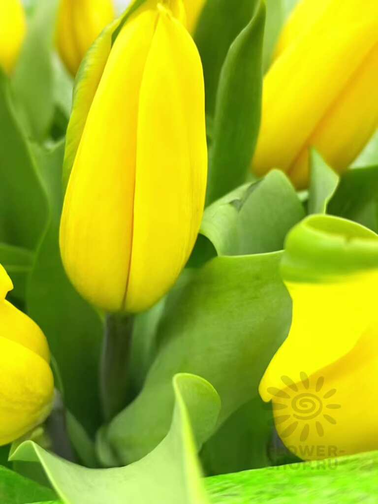 768x1024  Букеты из желтых тюльпанов - купить с бесплатной доставкой в Москве |  Интернет-магазин цветов Flower-shop.ru