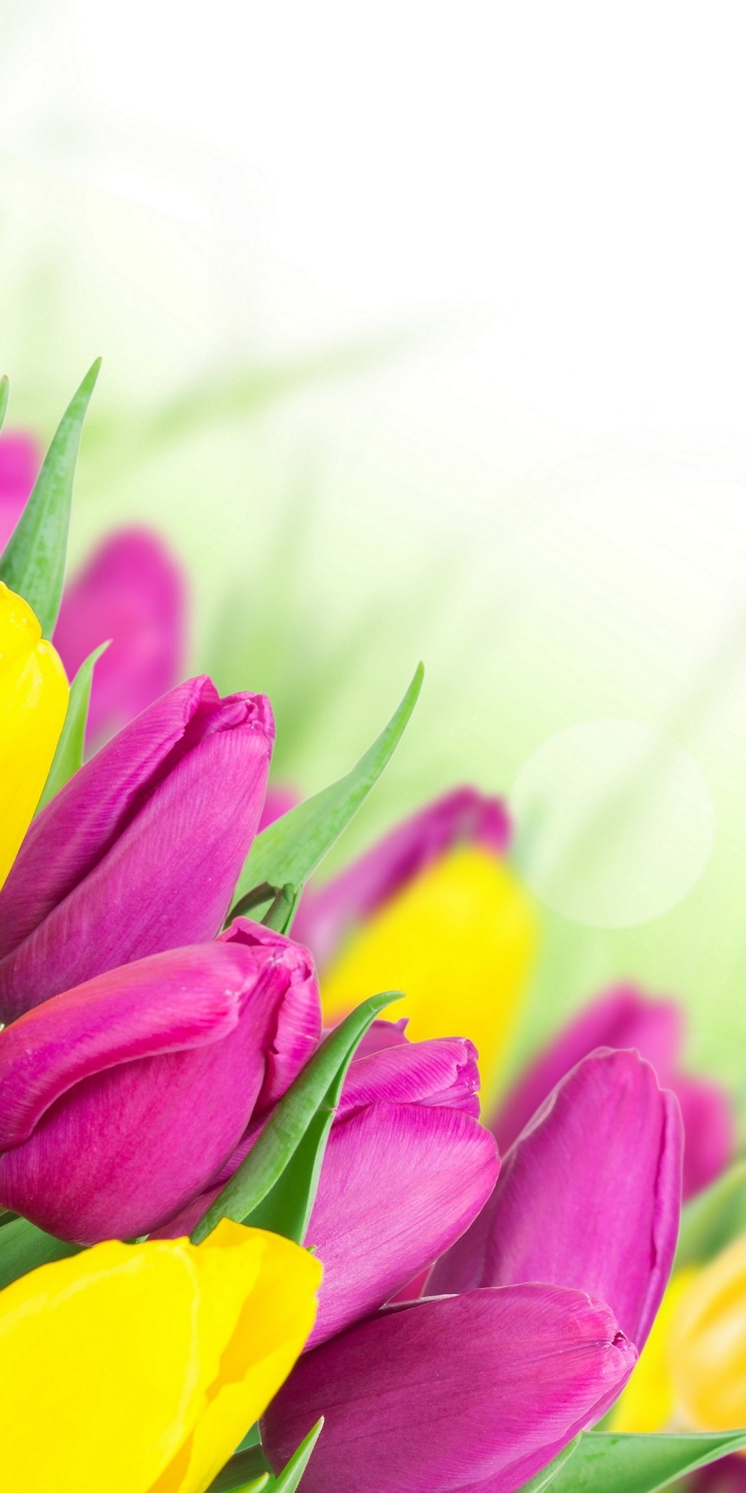 1080x2160  Скачать обои и картинки тюльпаны, цветы, листья, жёлтый, розовый, праздник,  весна, белый фон для рабочего стола в разрешении 1080x2160