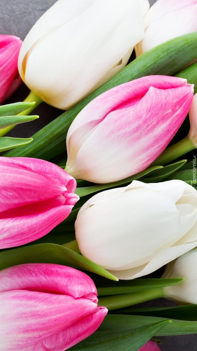810x1440  Обои на телефон тюльпаны - 58 фото