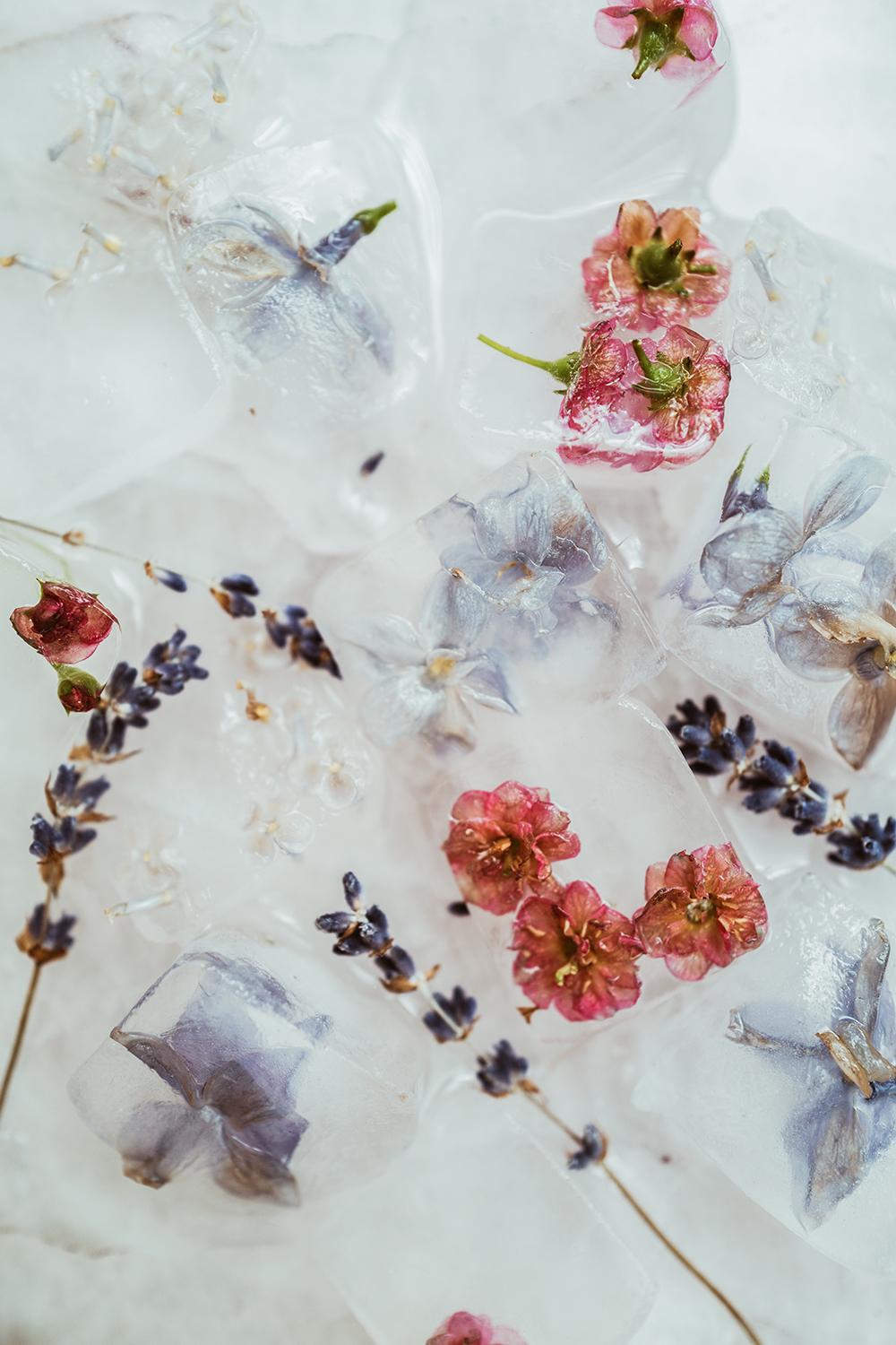 1000x1500  The Noisetier - anastasia volkova