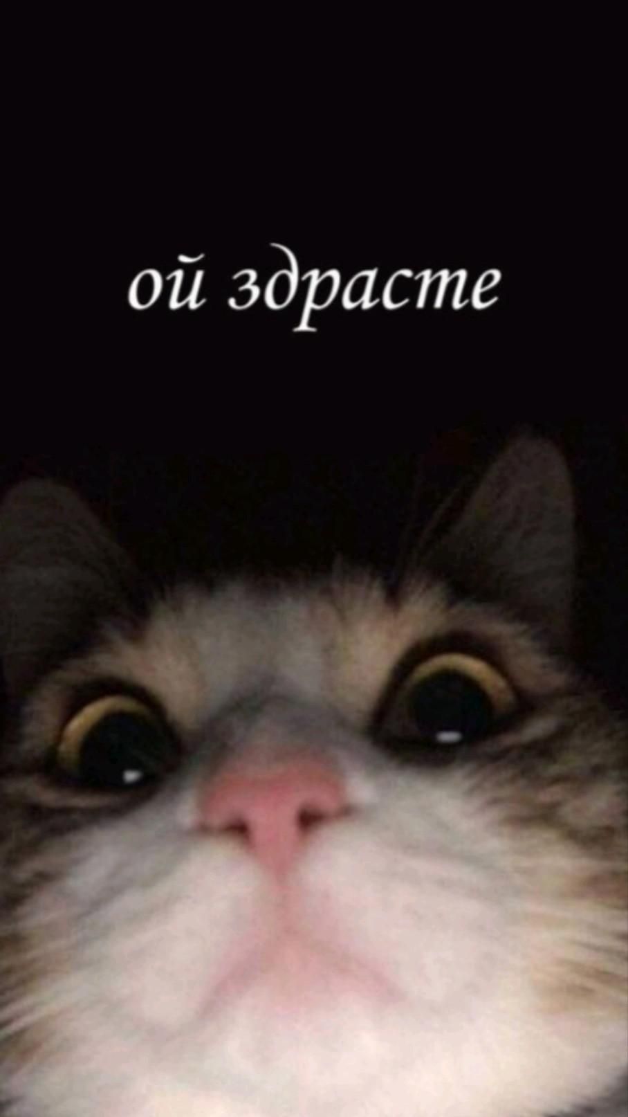 908x1614  обої на телефон в 2023 г | Веселые мемы, Смешные диснеевские картинки,  Смешные мемы